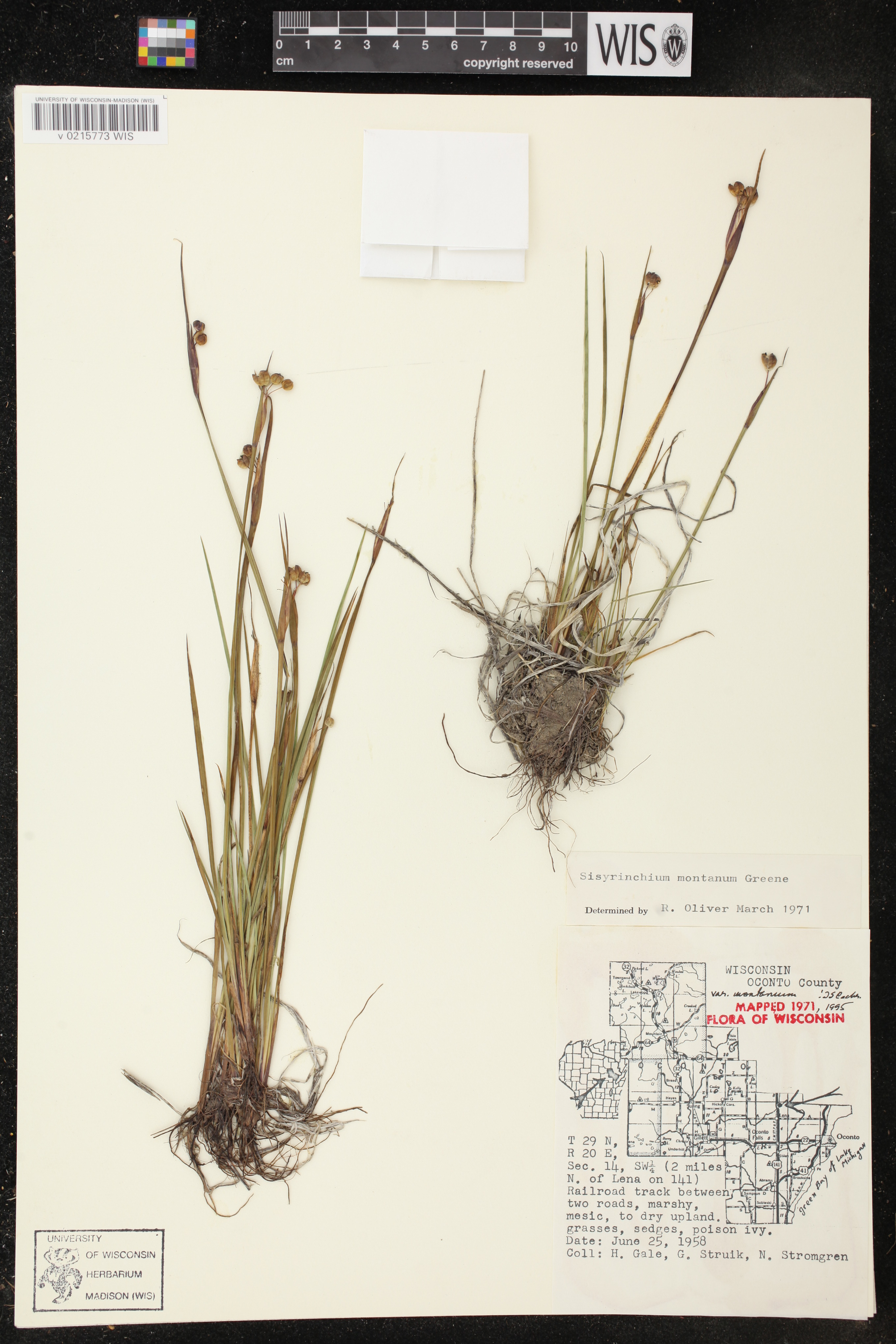 Sisyrinchium montanum image
