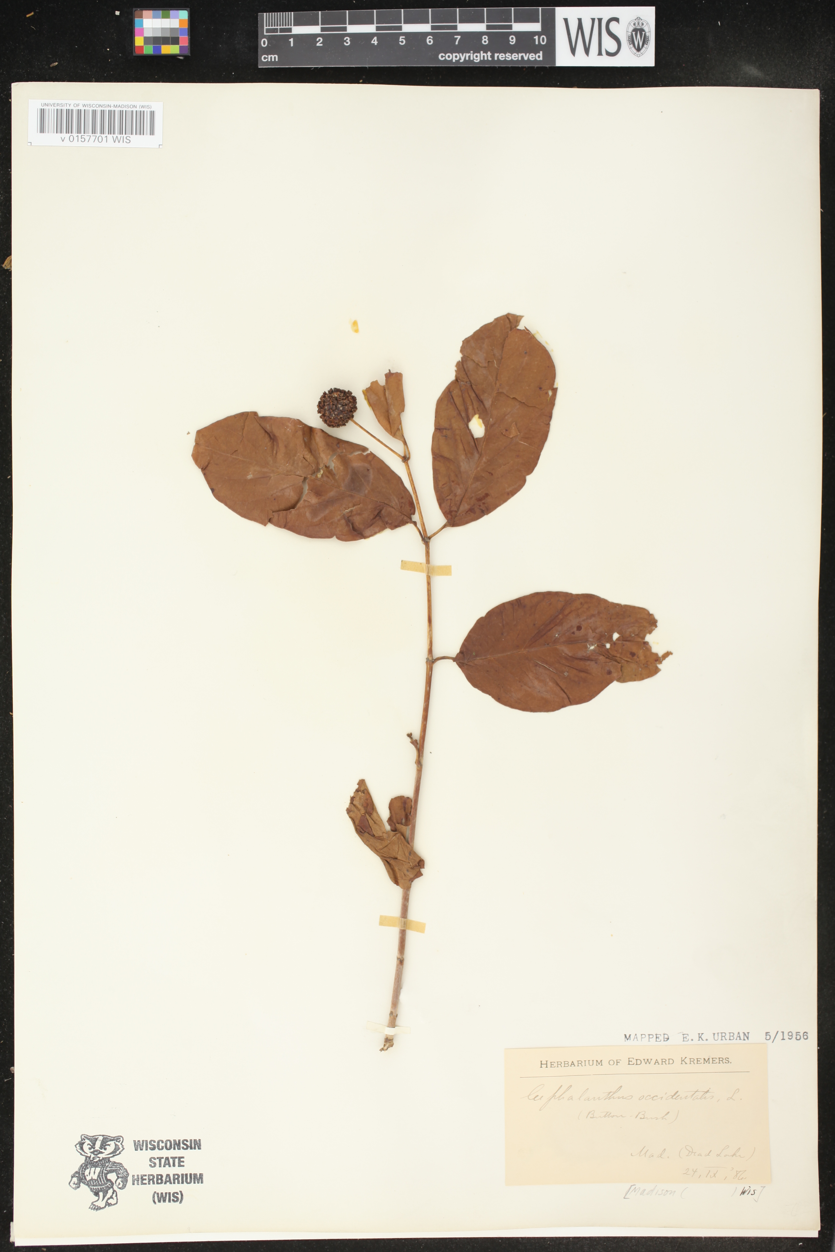 Cephalanthus occidentalis image