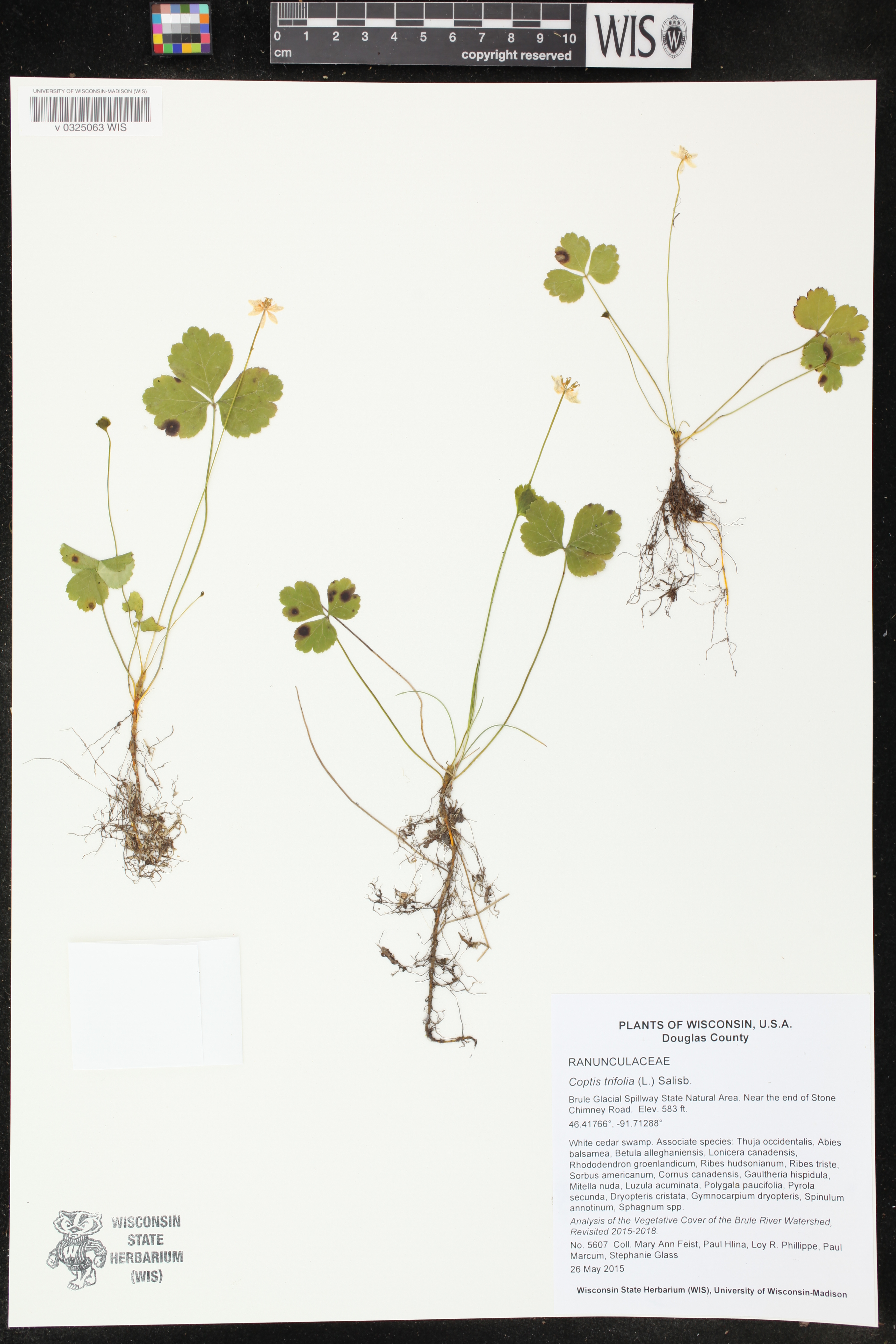 Coptis trifolia image
