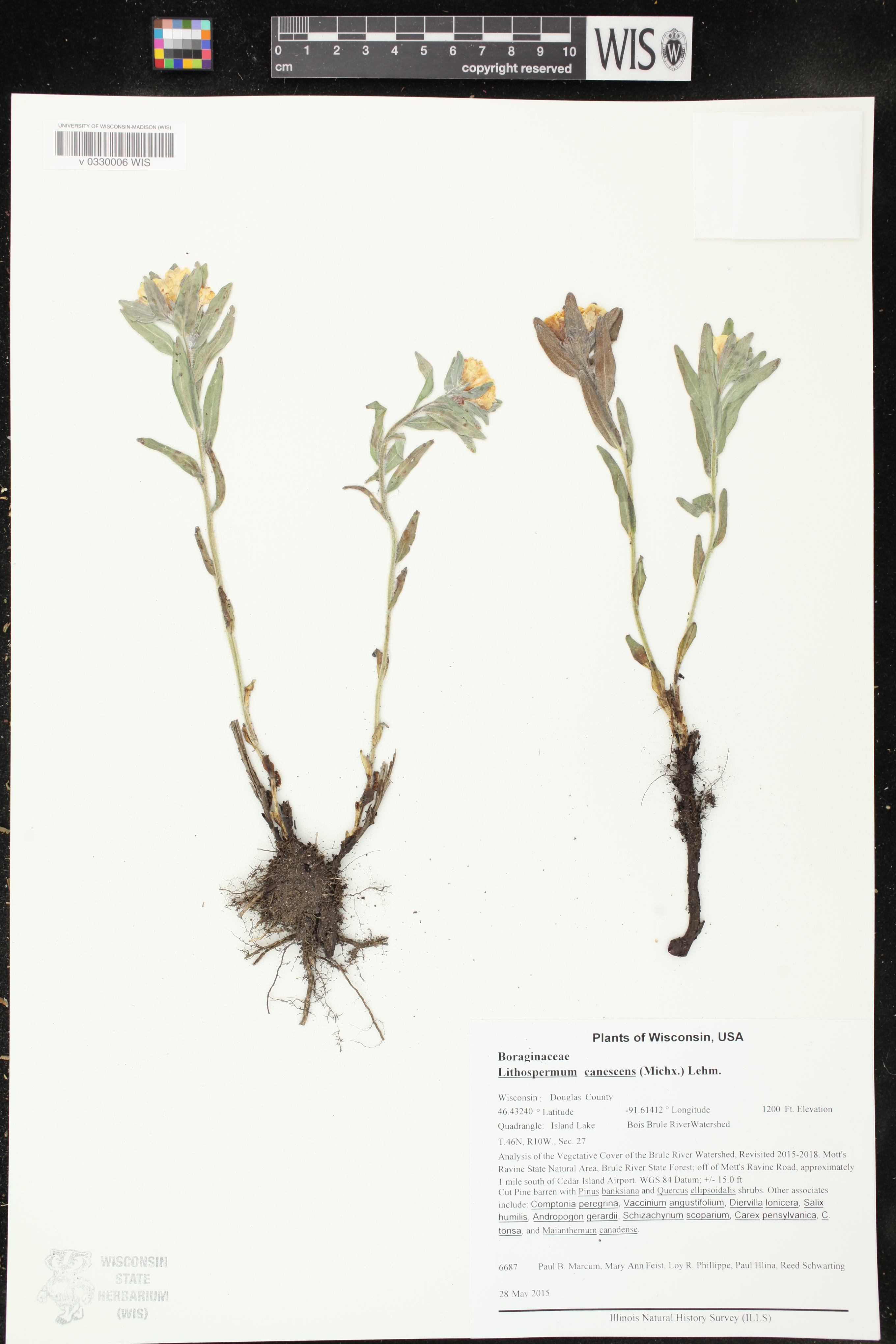 Lithospermum canescens image