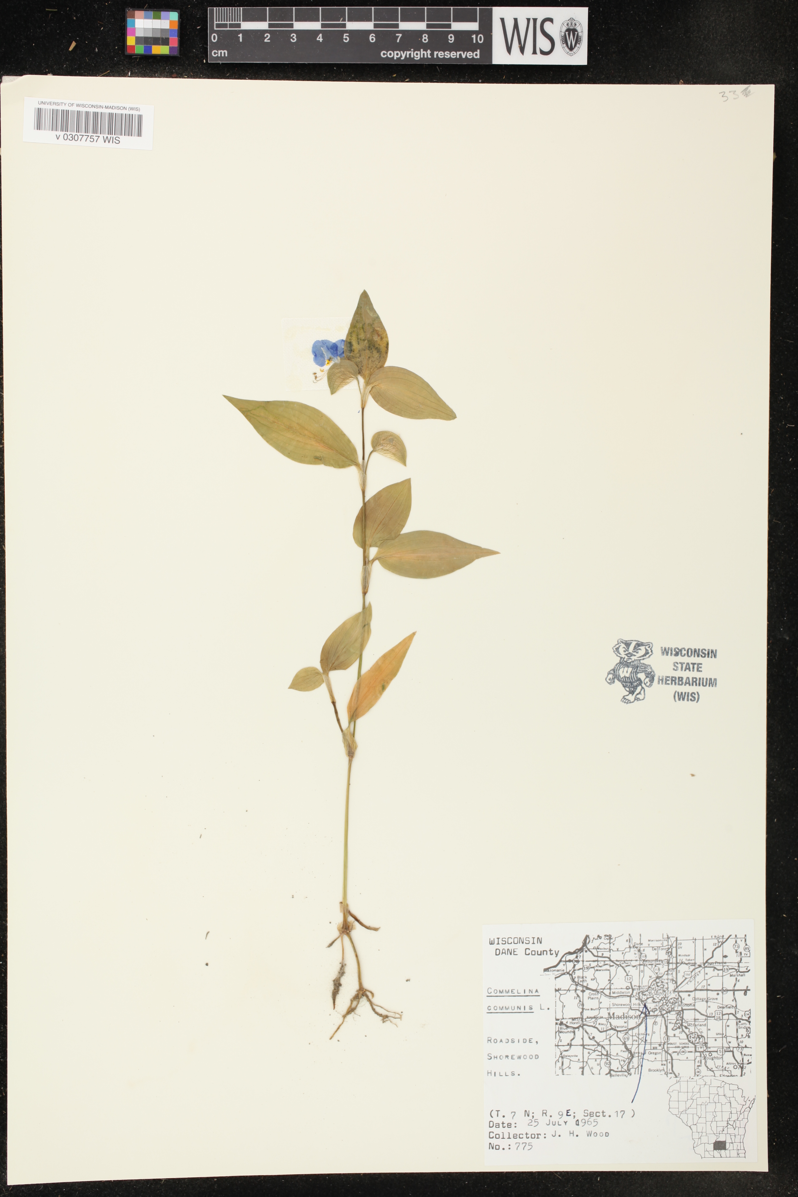 Commelina communis image