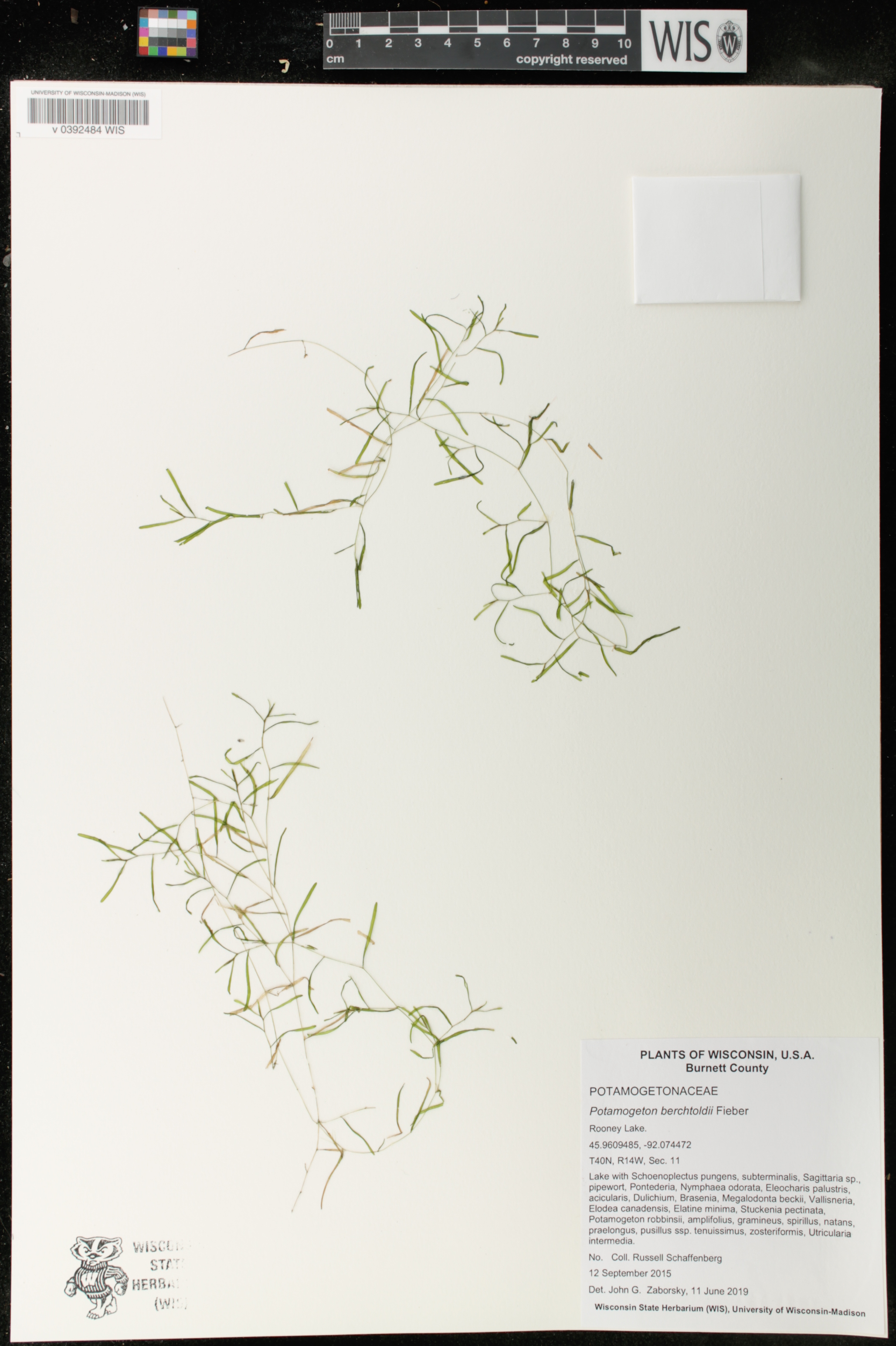 Potamogeton berchtoldii image
