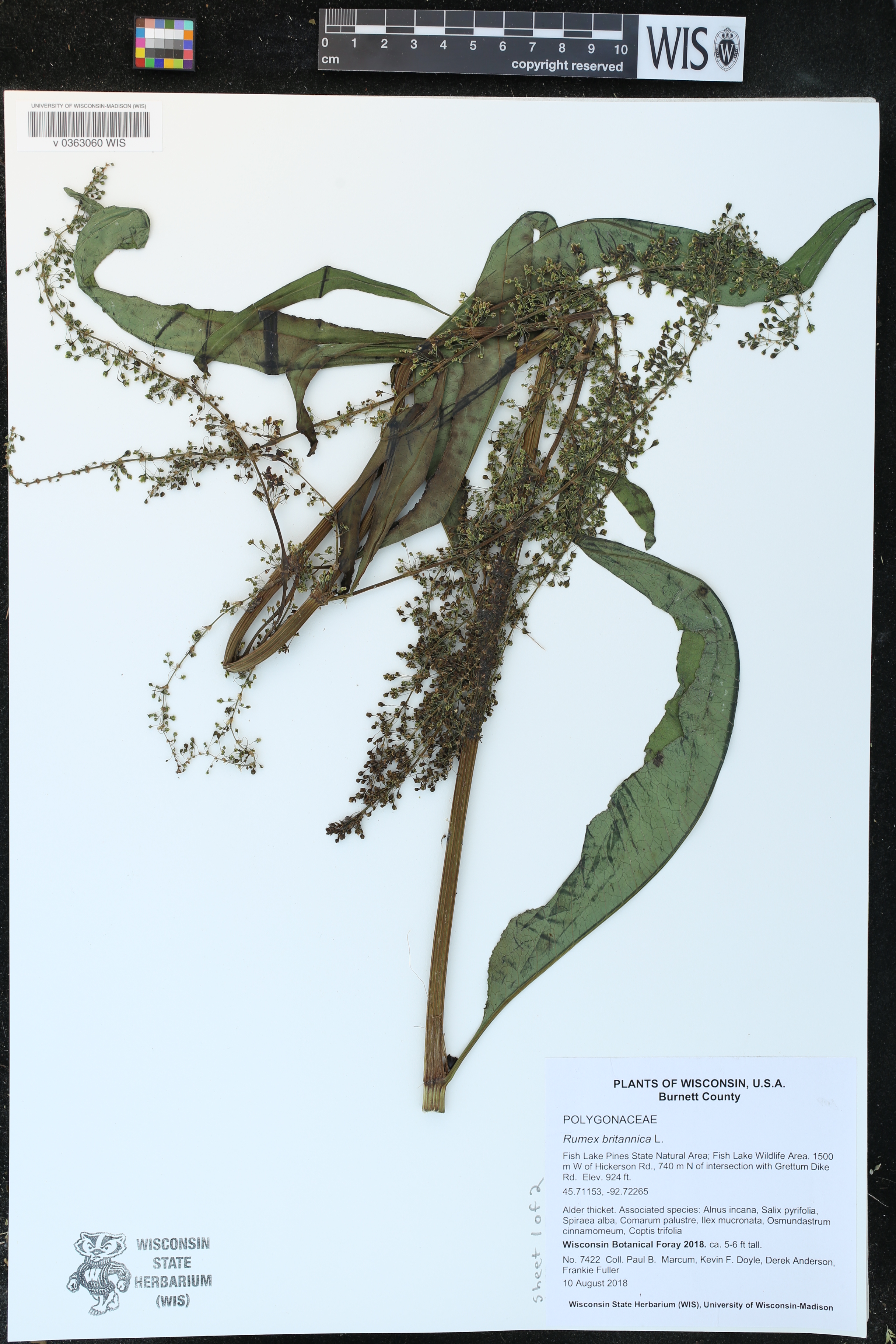 Rumex britannica image