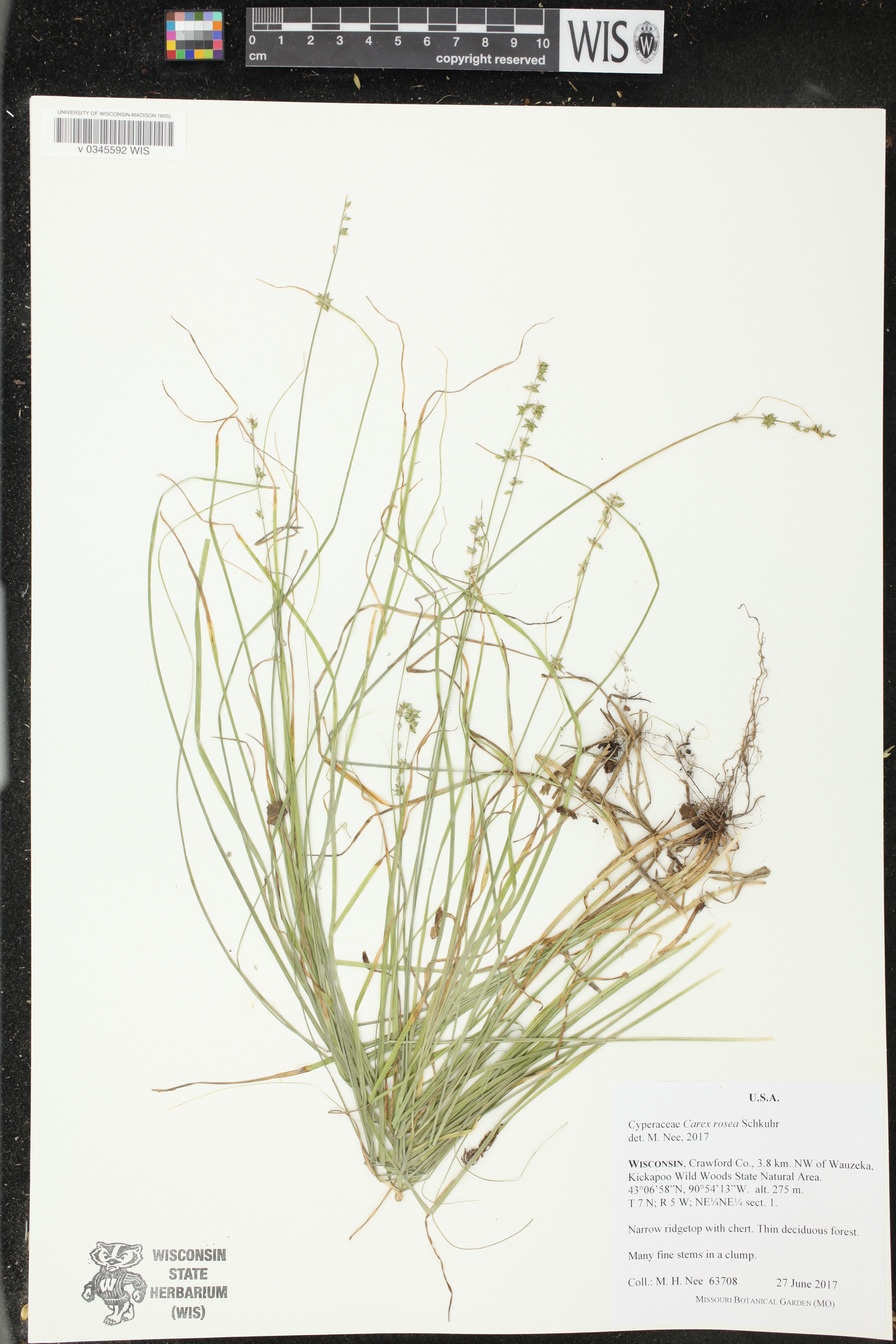Carex rosea image