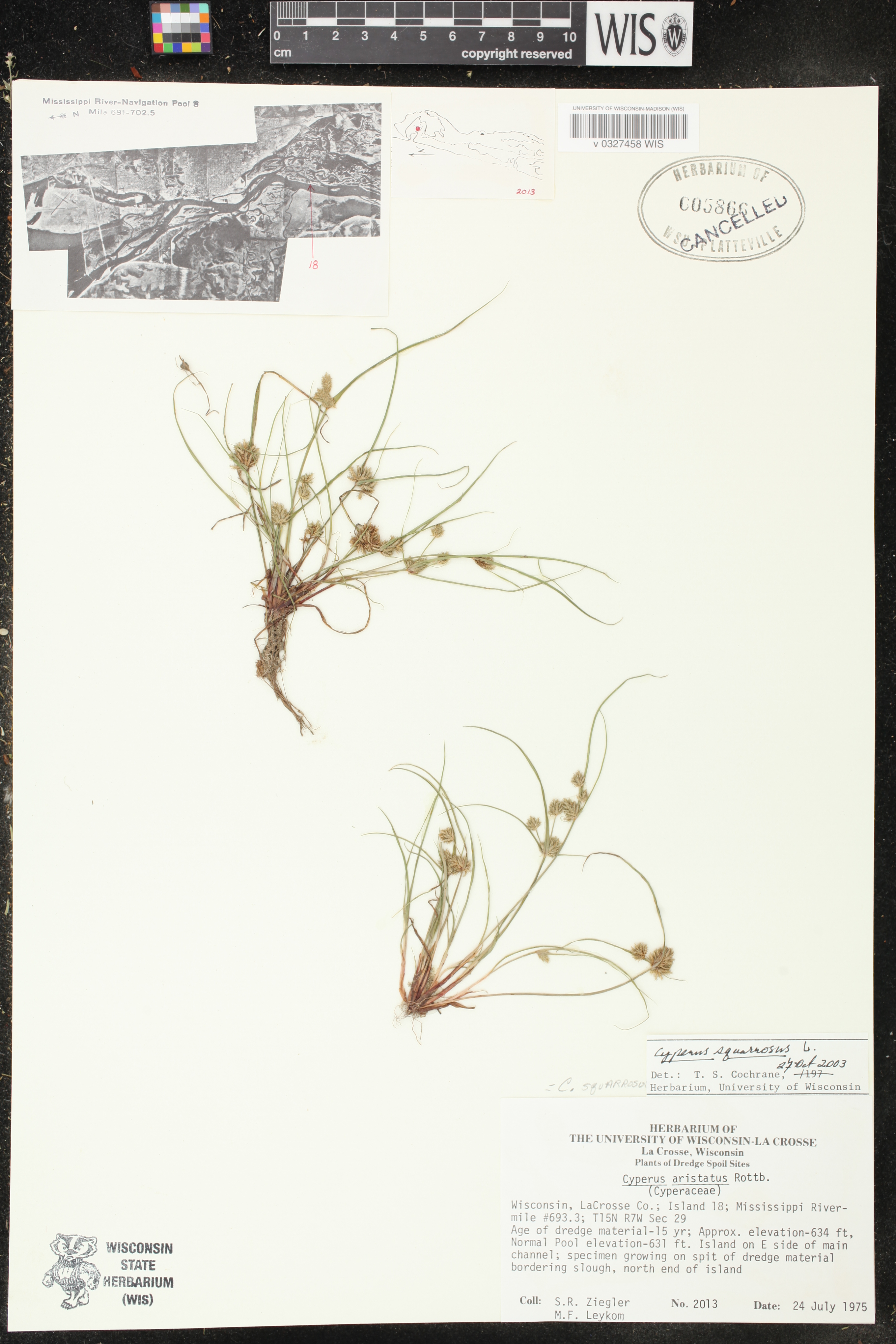 Cyperus squarrosus image