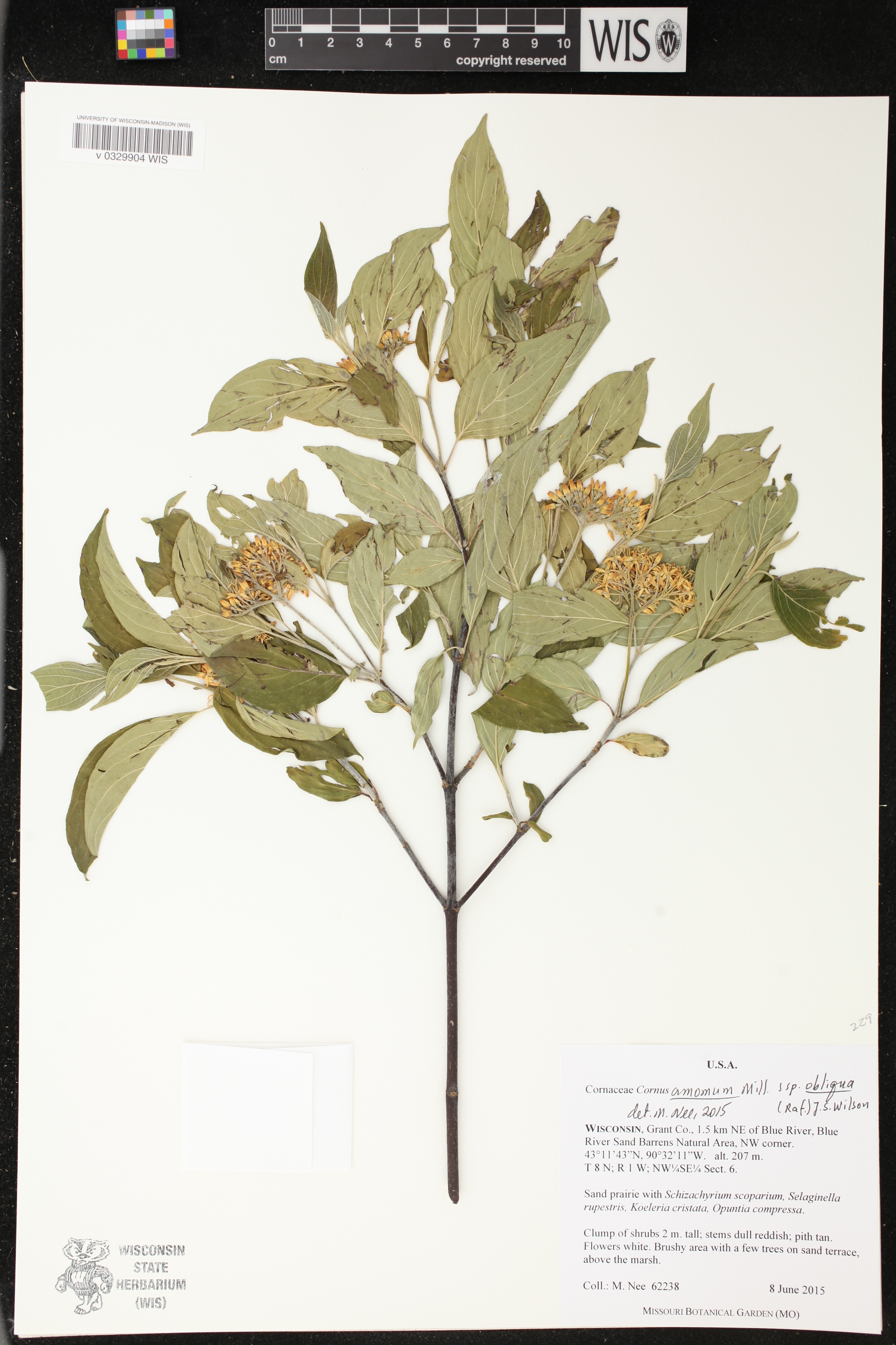 Cornus amomum subsp. obliqua image