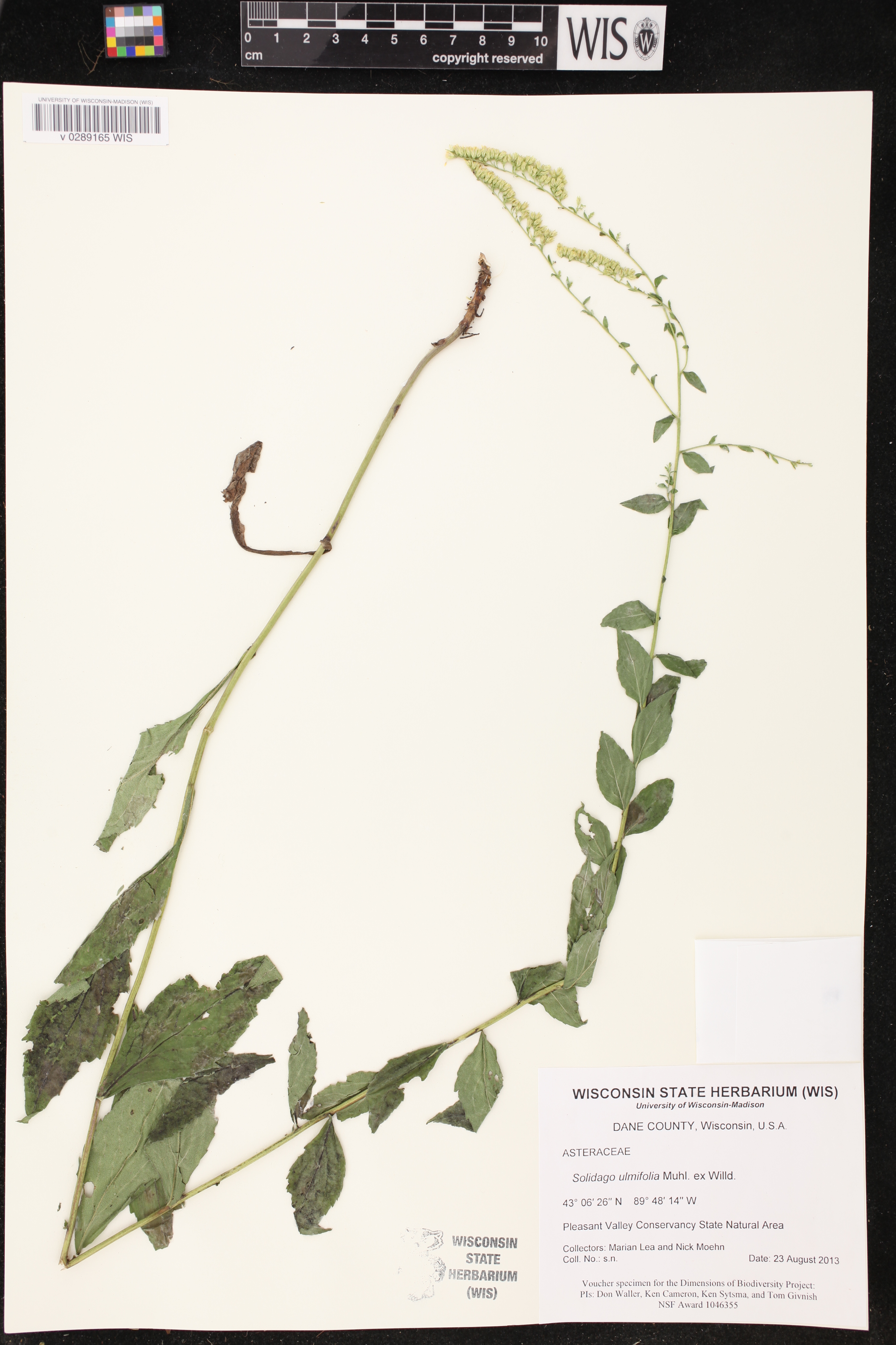 Solidago ulmifolia image