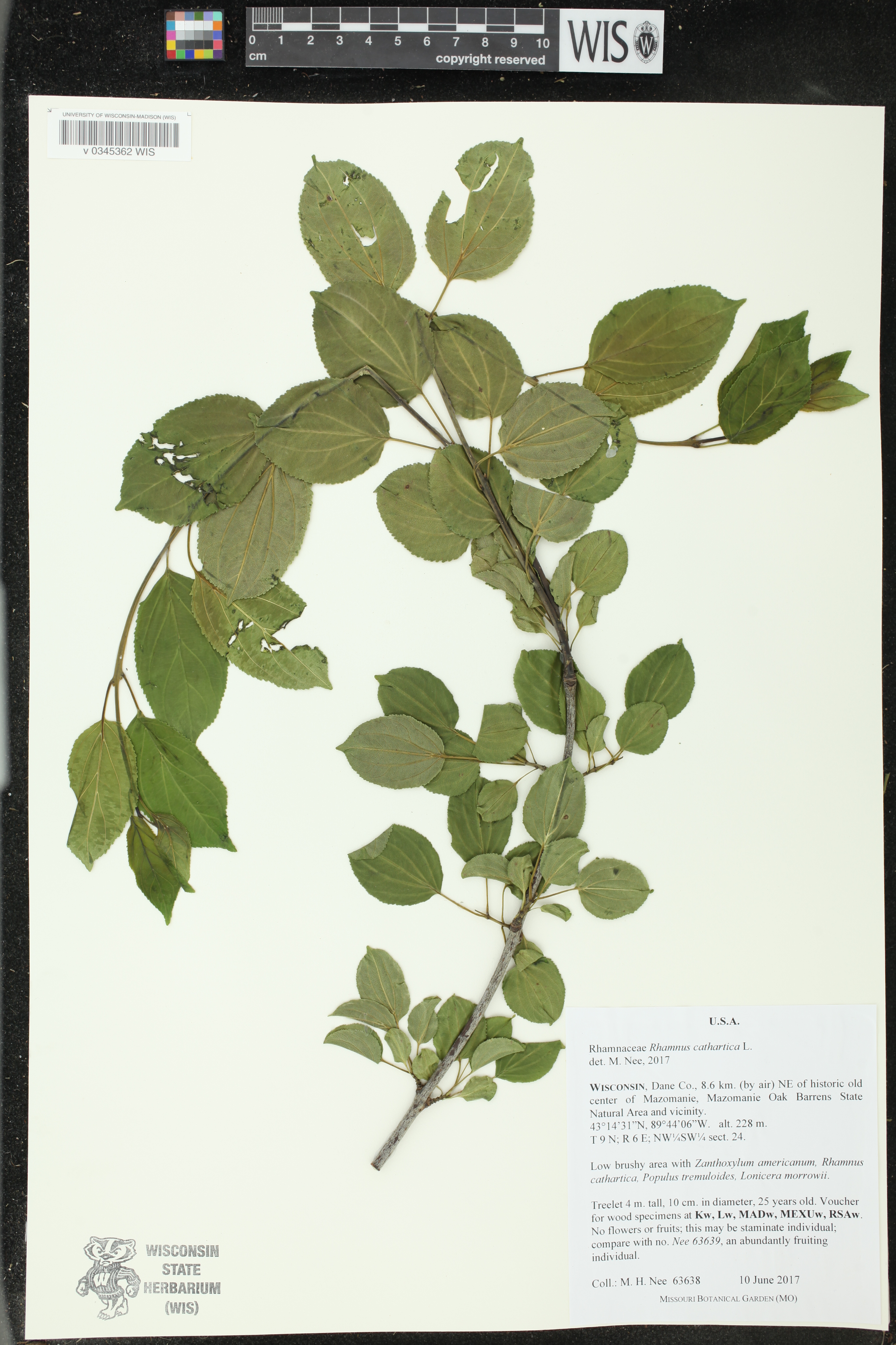 Rhamnus cathartica image
