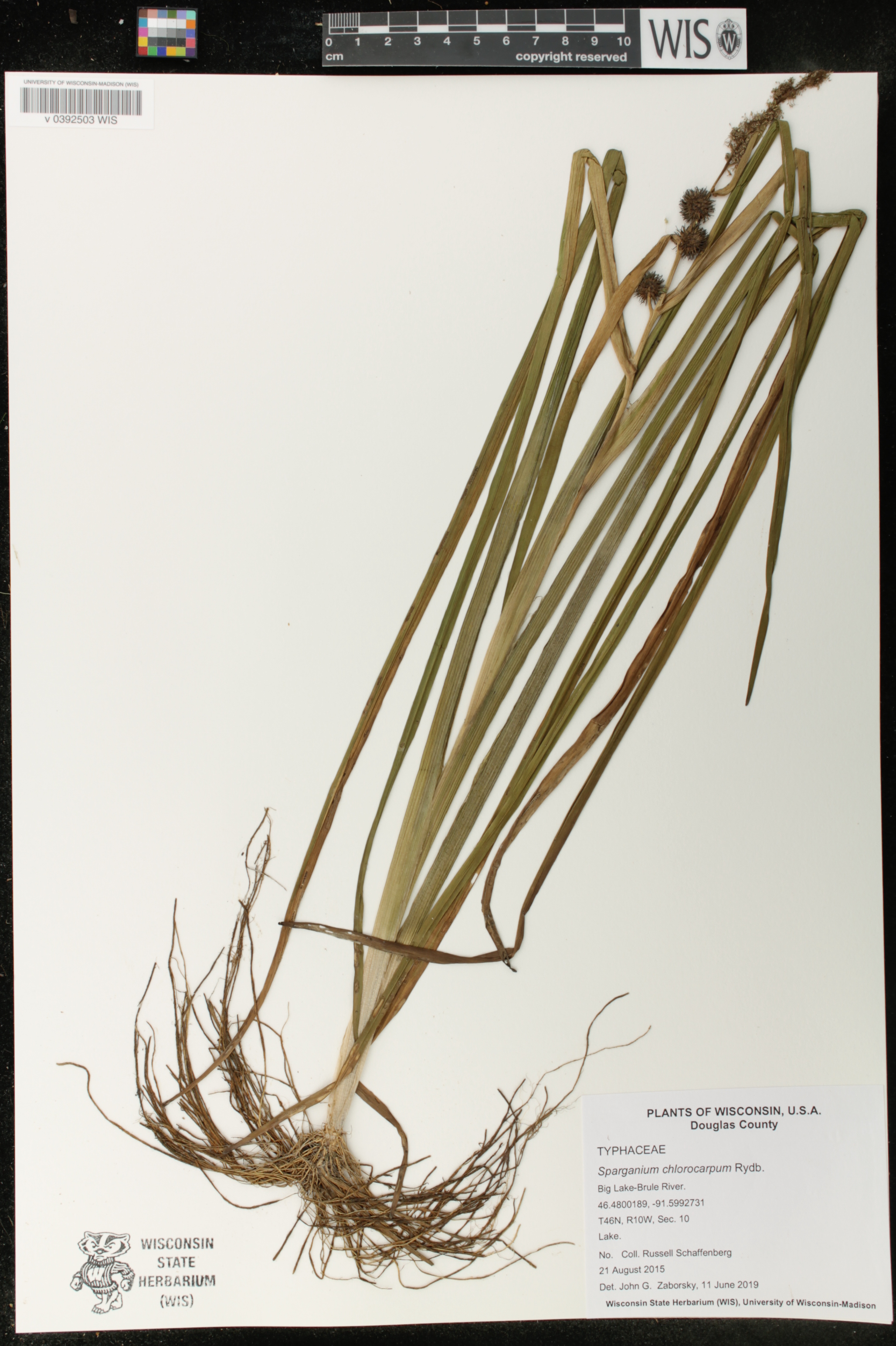 Sparganium emersum image