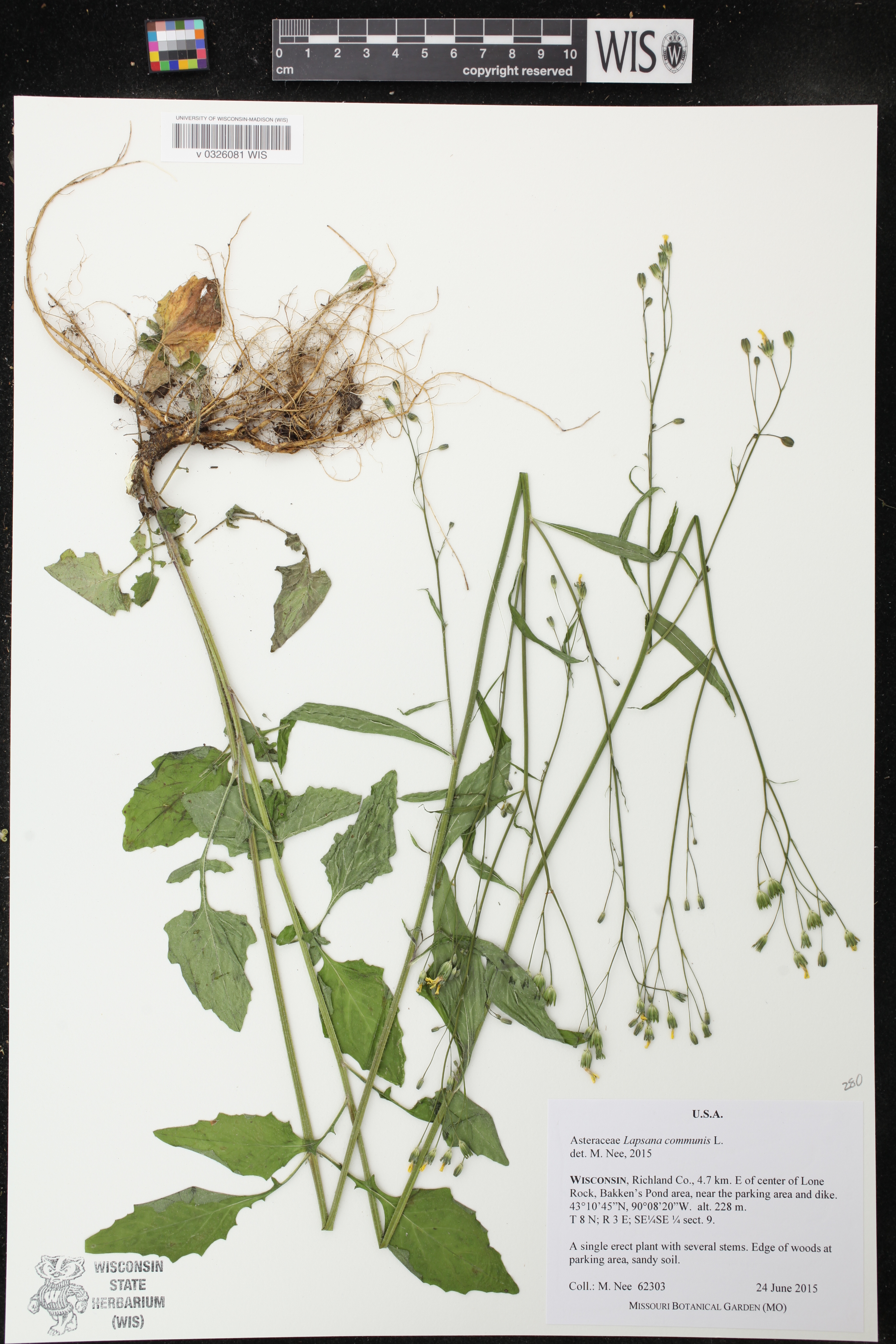 Lapsana communis image
