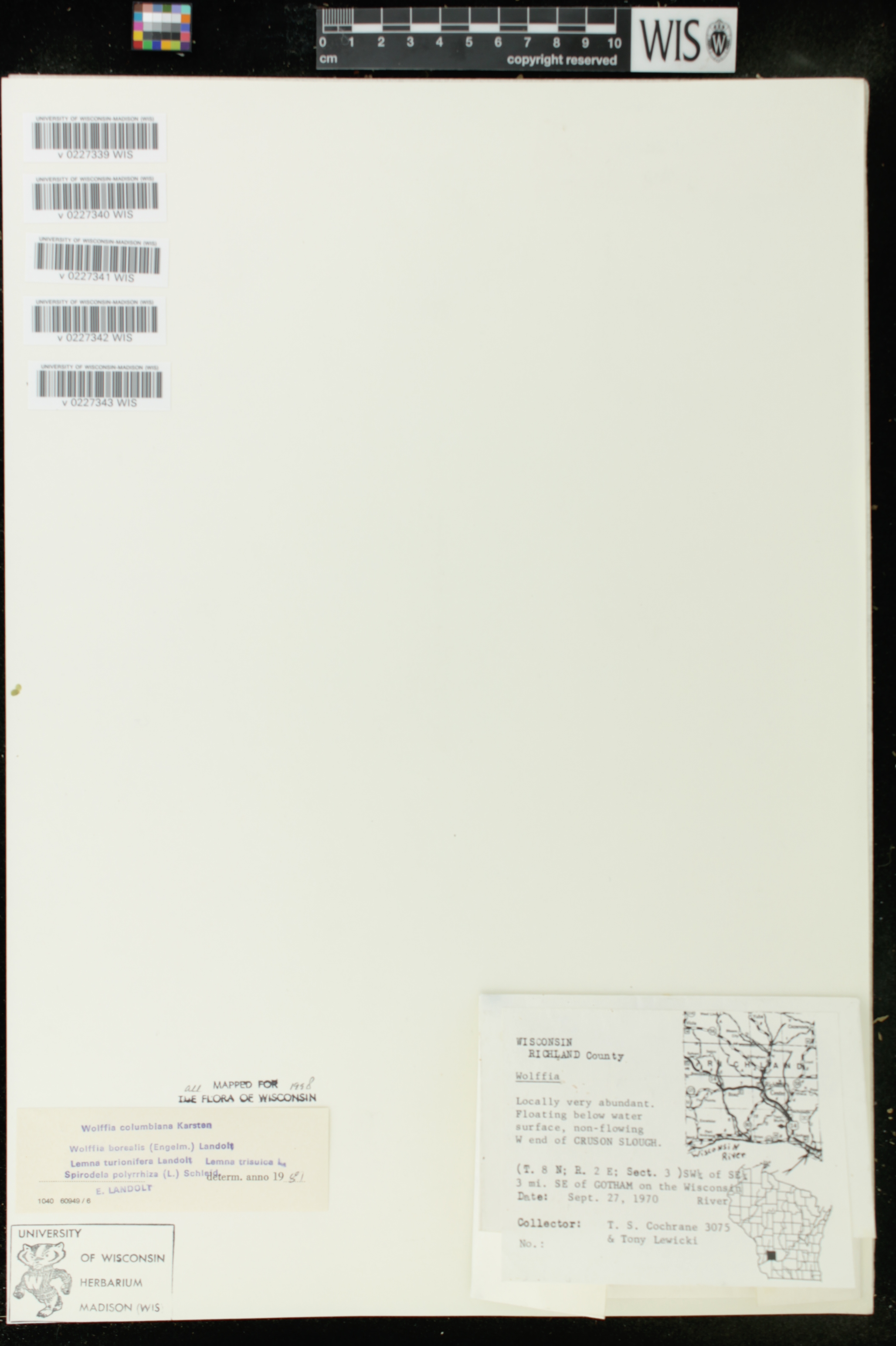 Spirodela polyrrhiza image