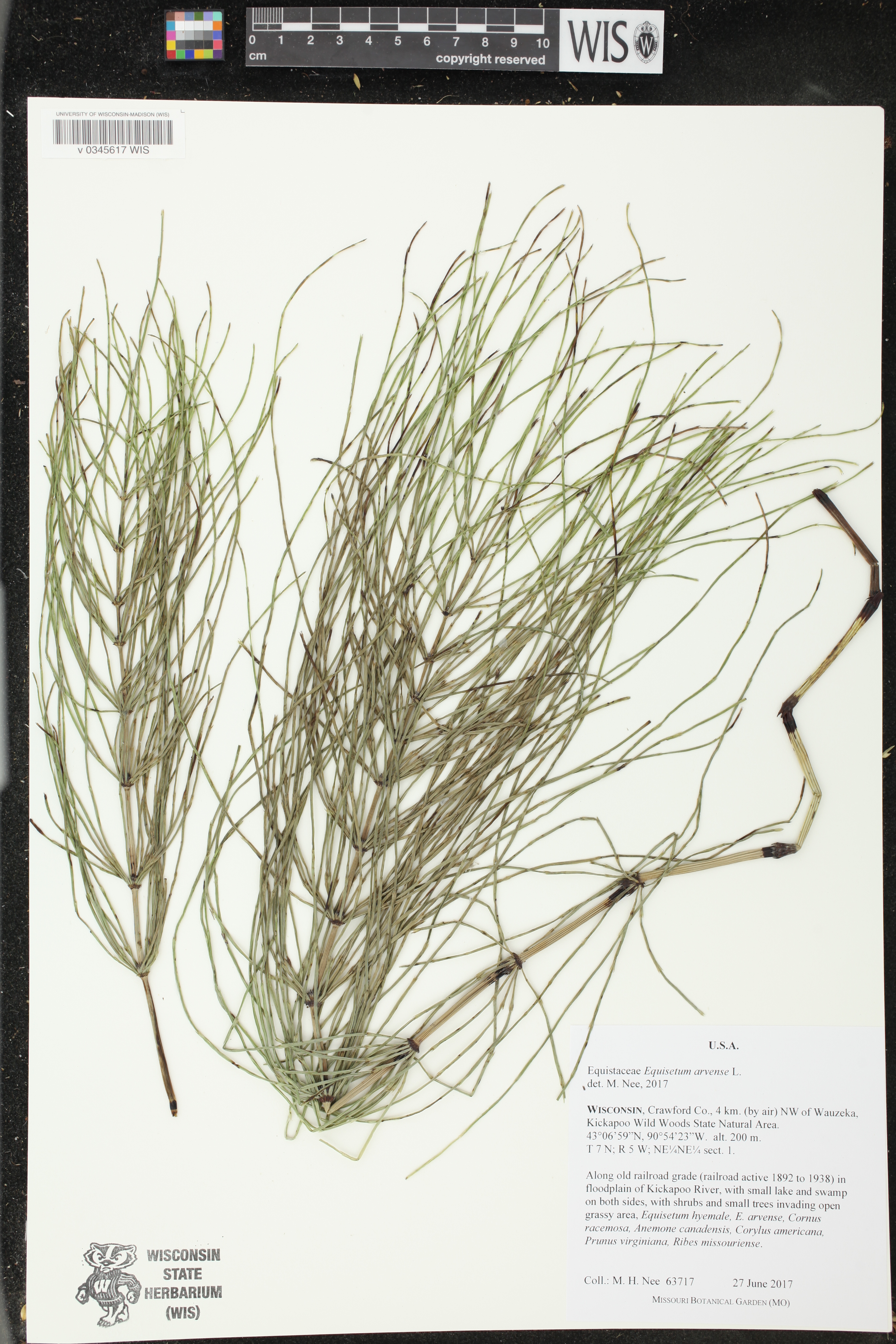 Equisetum arvense image