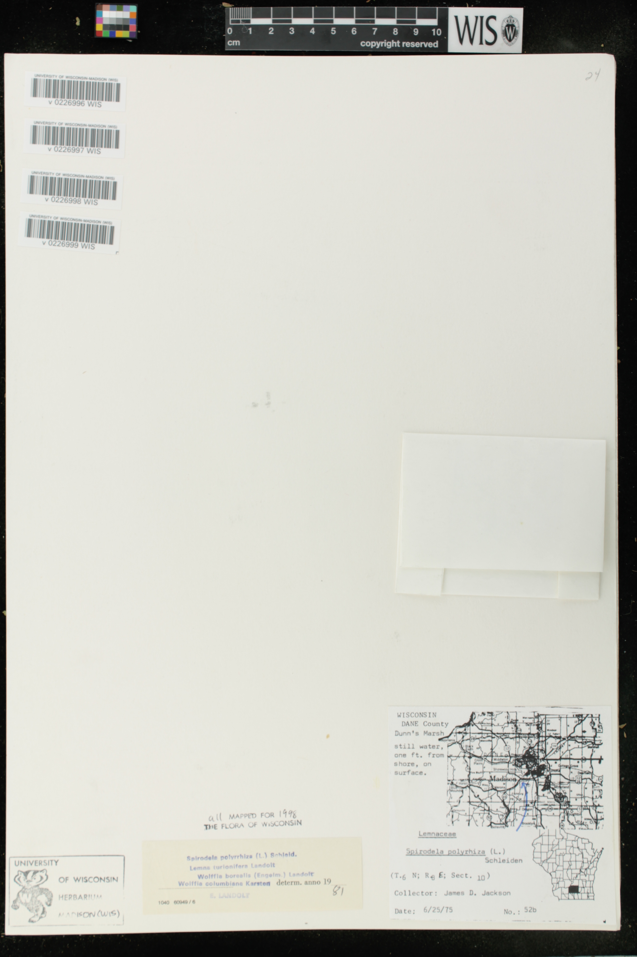 Wolffia columbiana image