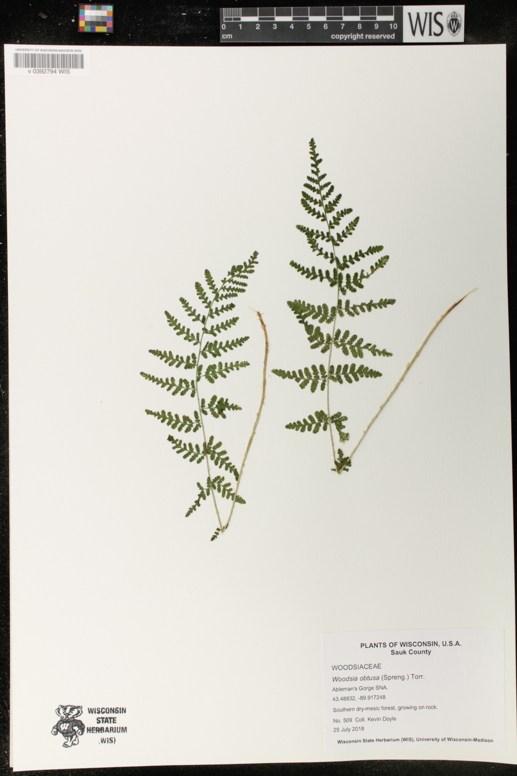 Woodsia obtusa image