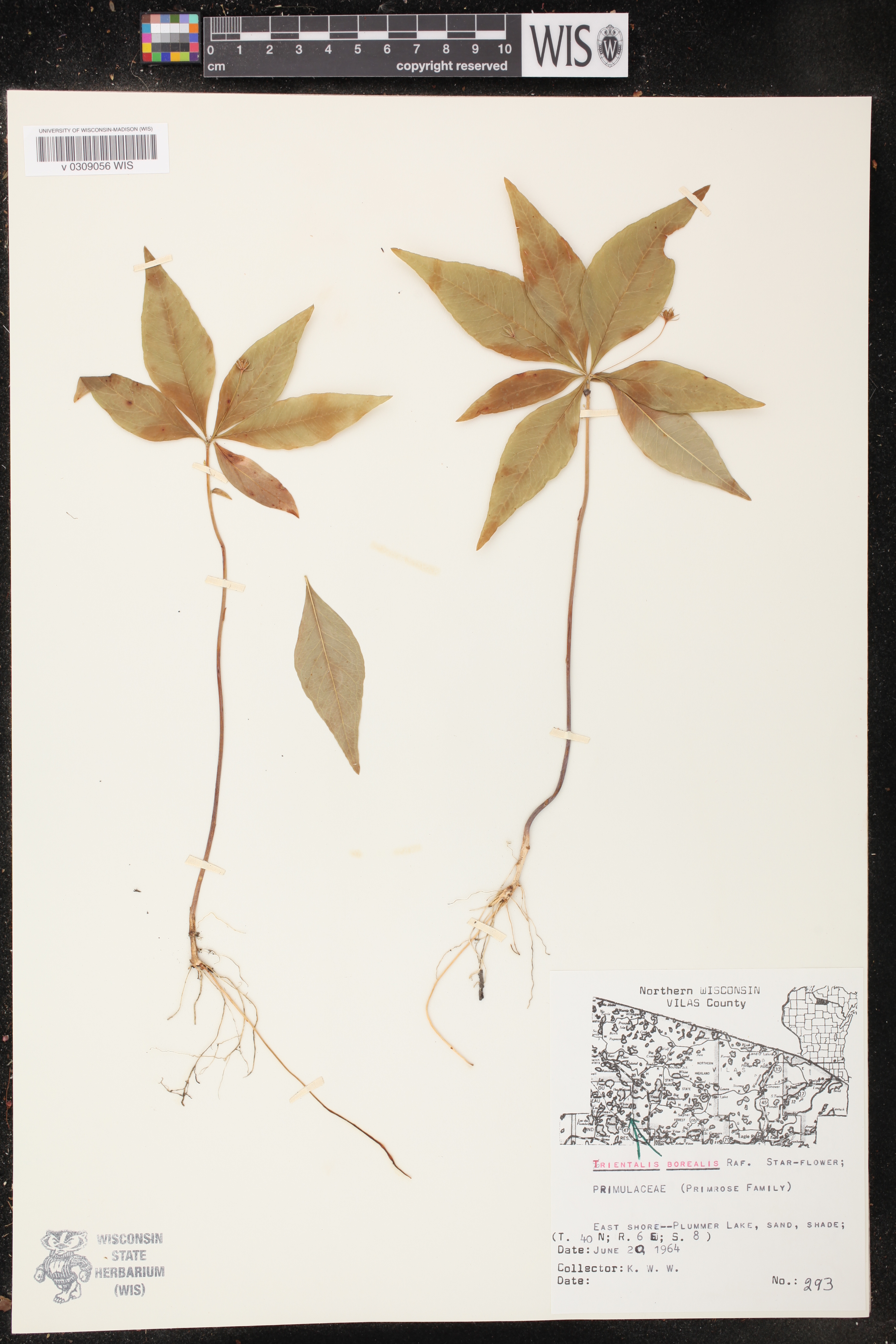 Trientalis borealis image