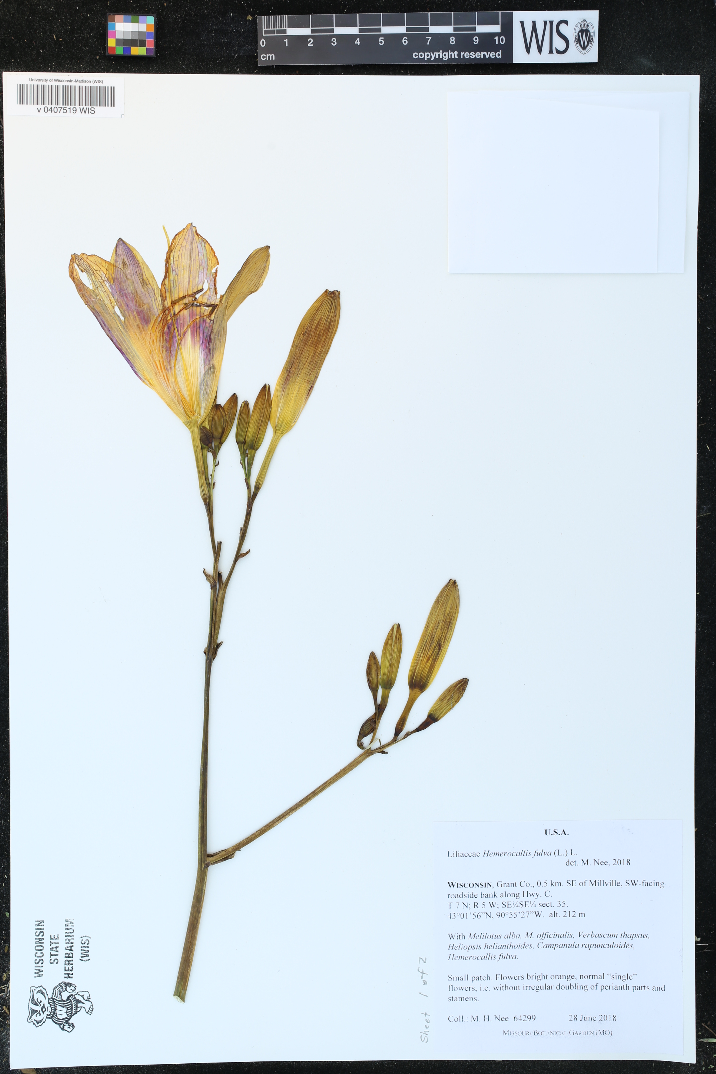 Hemerocallis fulva image