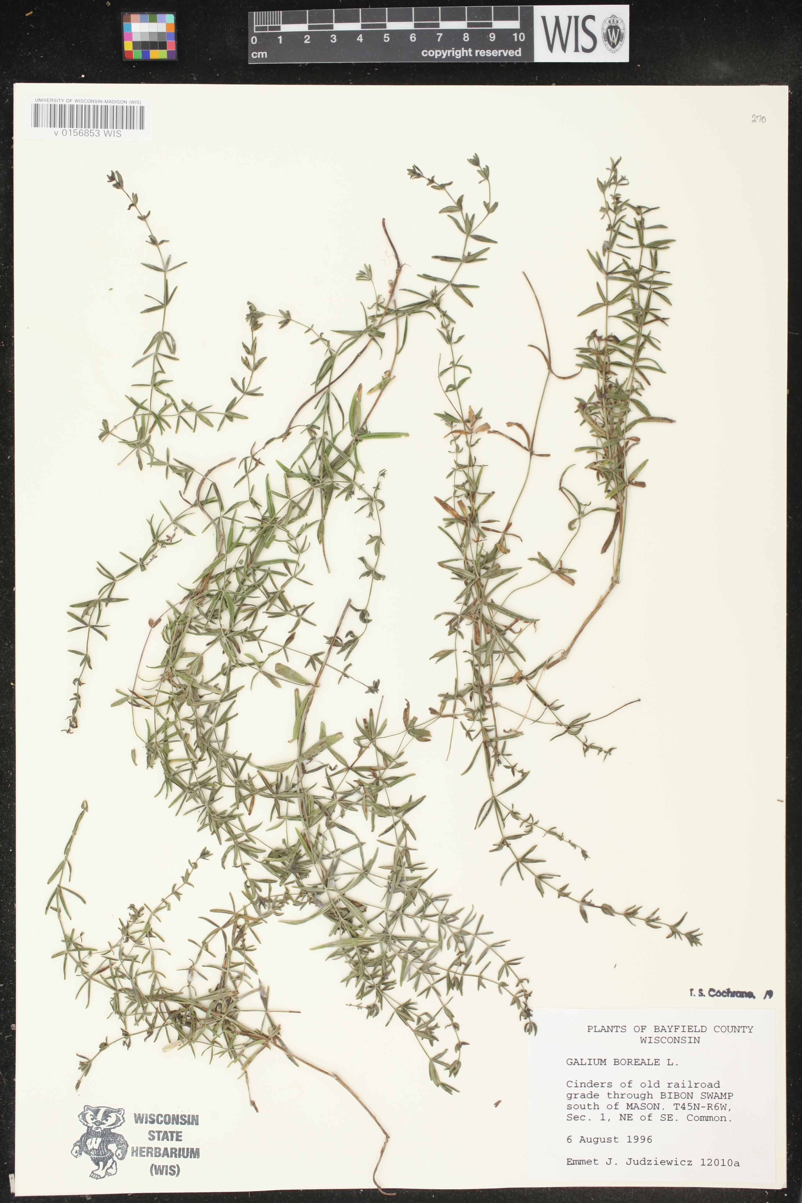 Galium boreale image