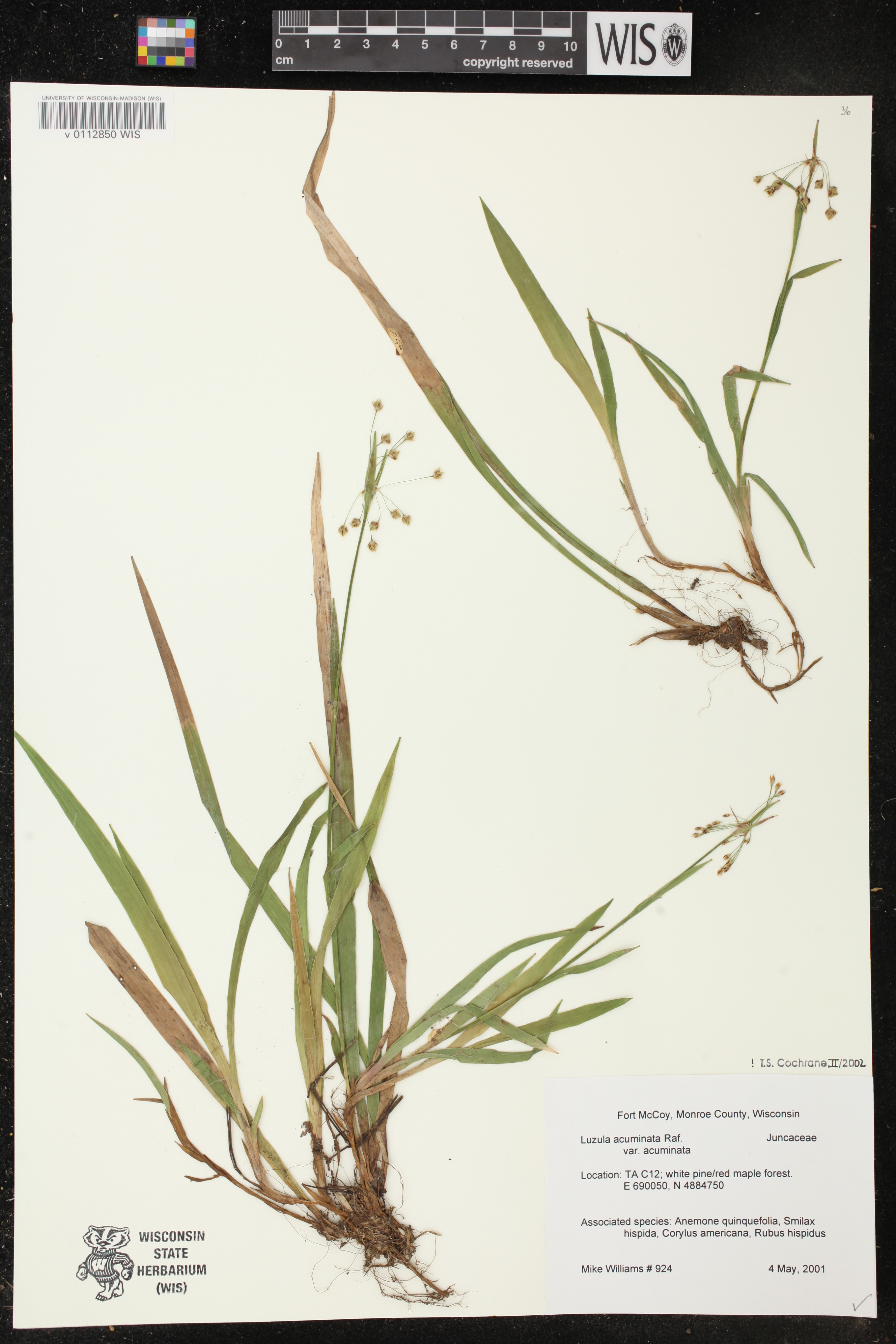 Luzula acuminata image