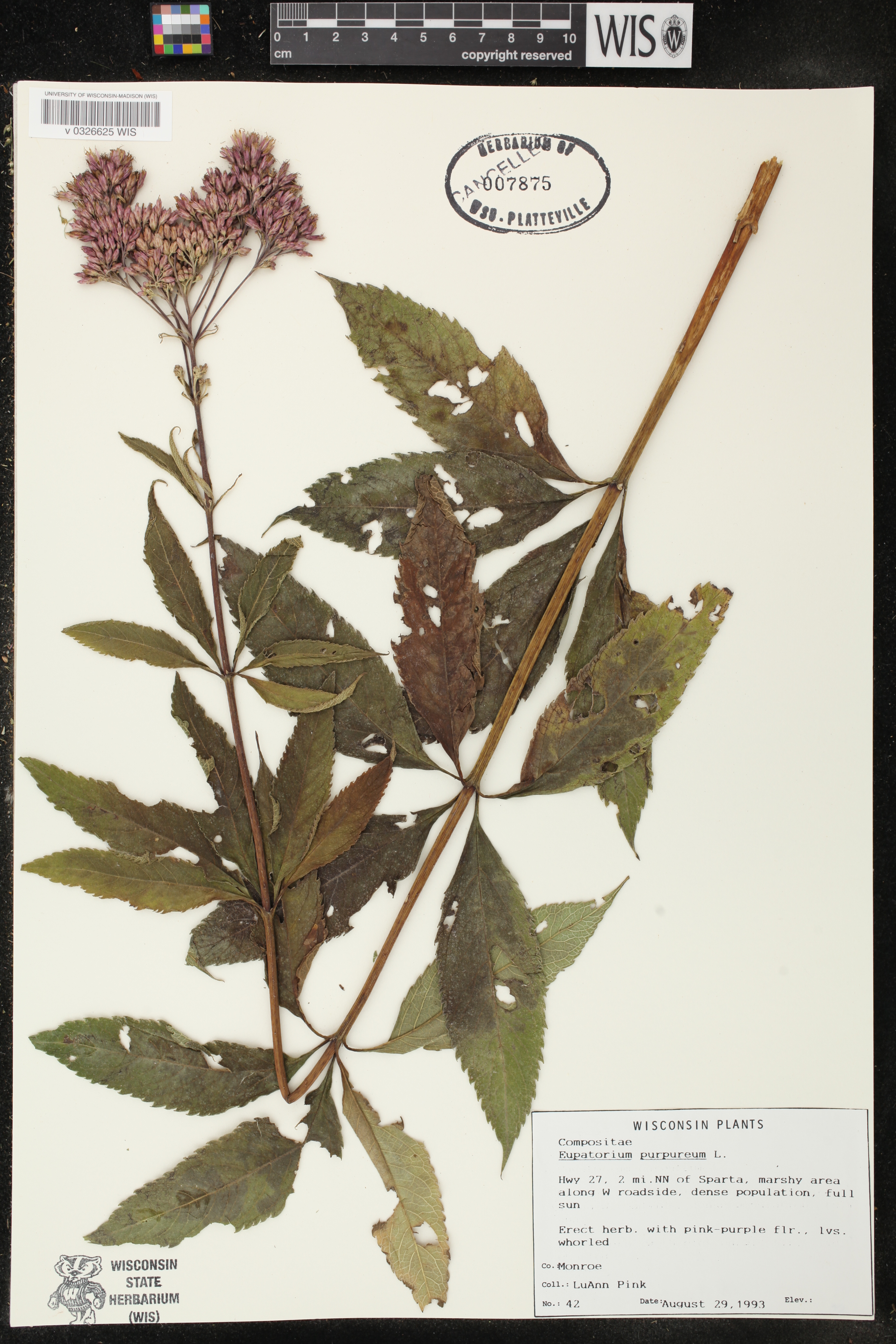 Eutrochium purpureum image