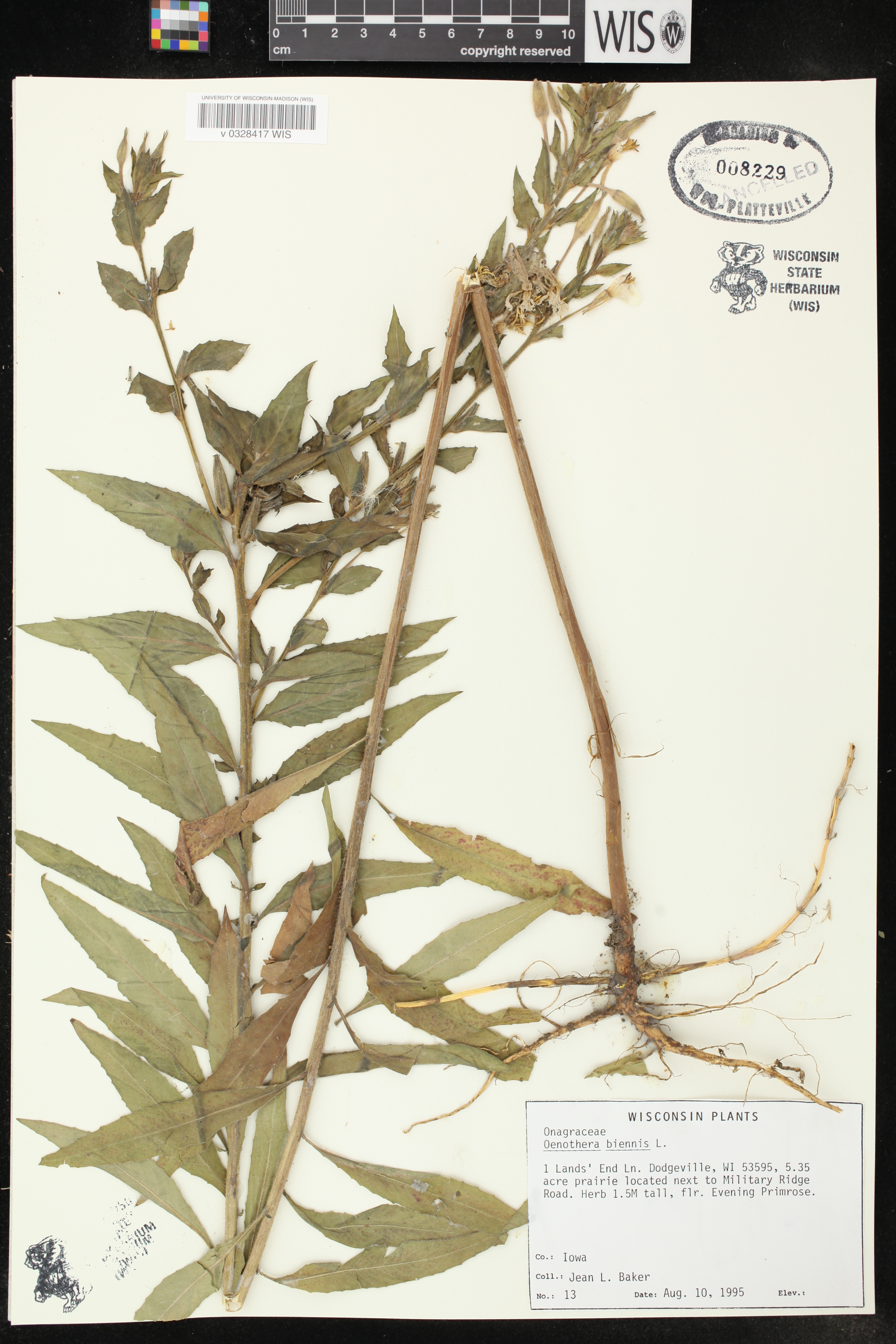 Oenothera biennis image