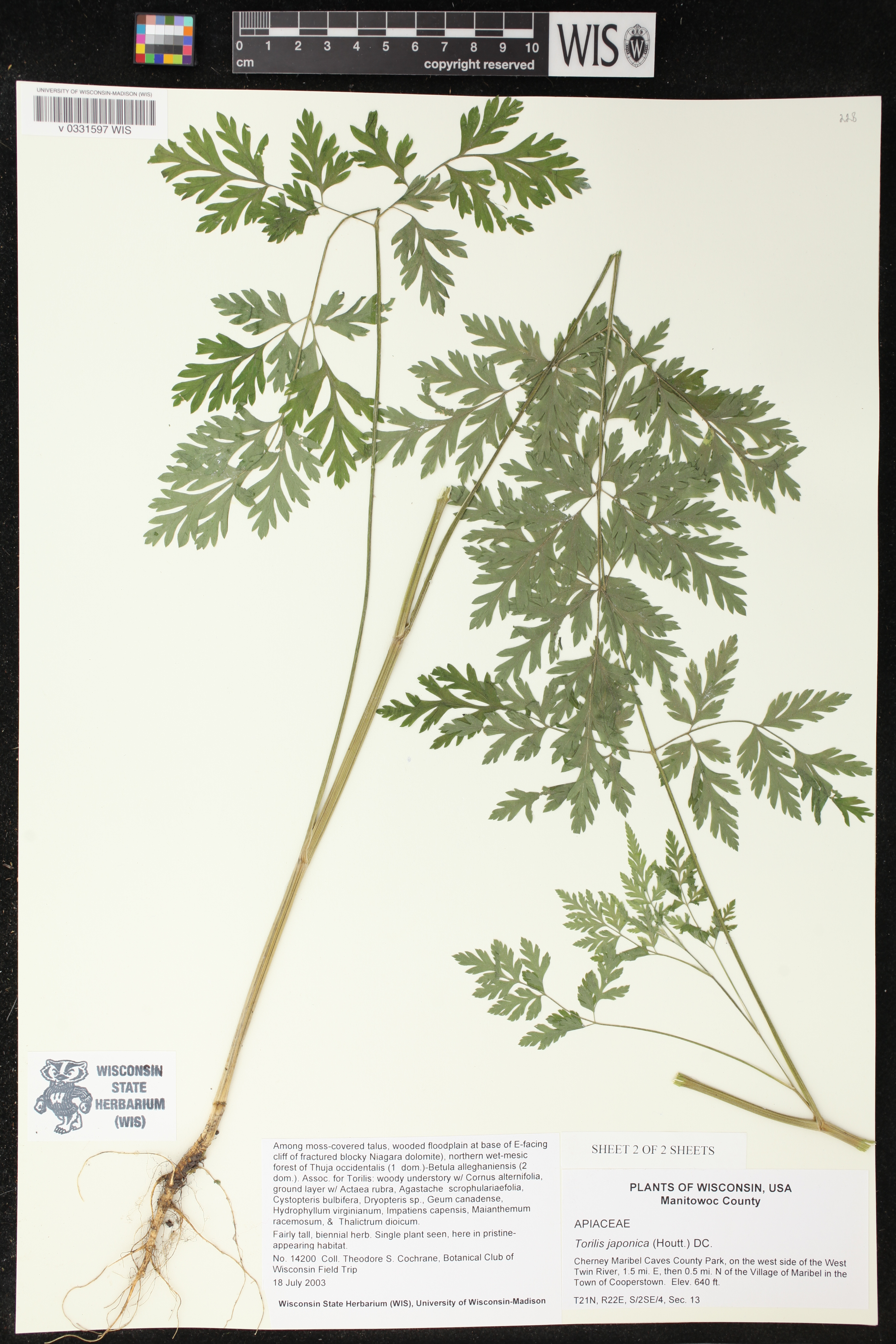 Torilis japonica image