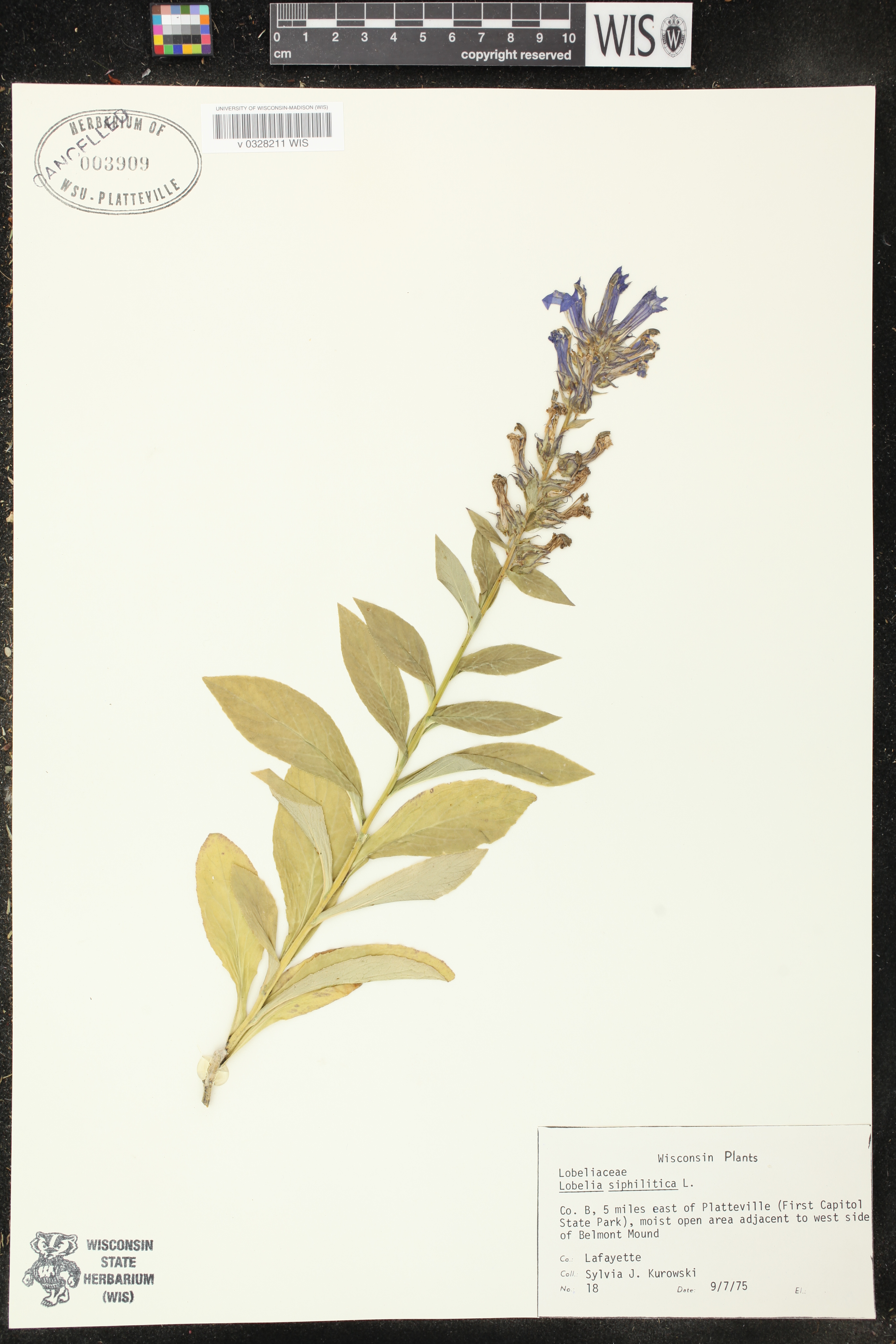 Lobelia siphilitica image