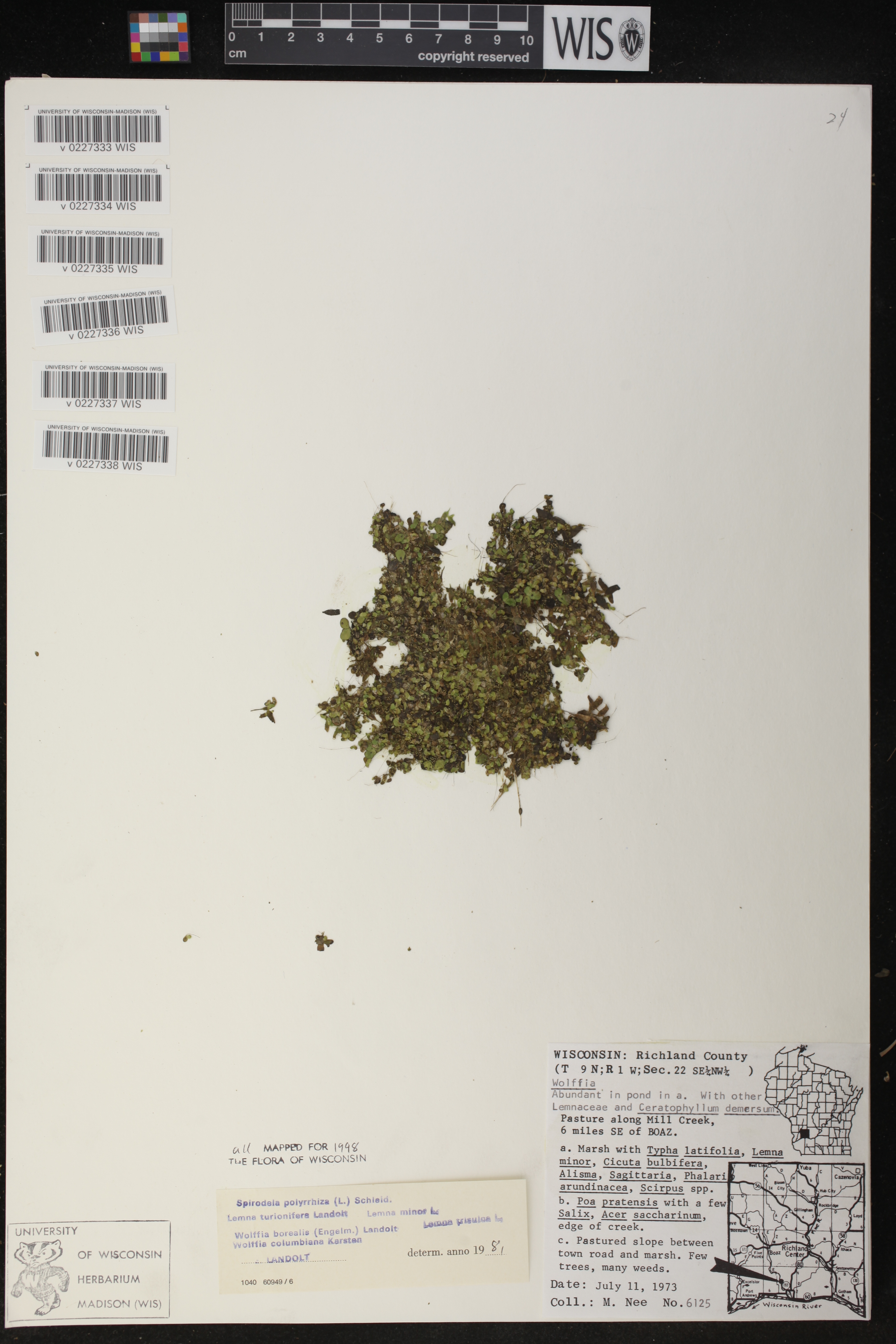 Lemna trisulca image