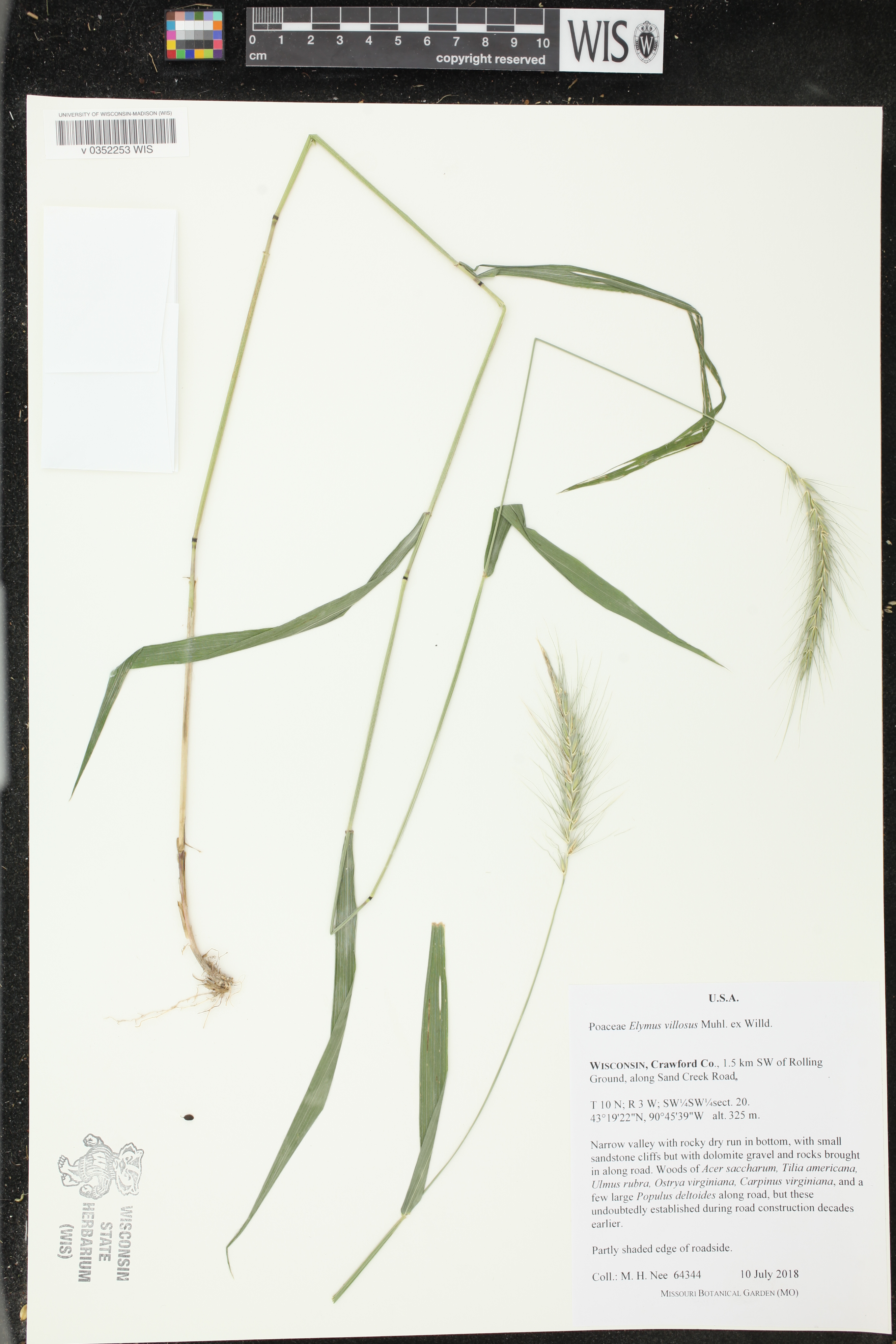 Elymus villosus image