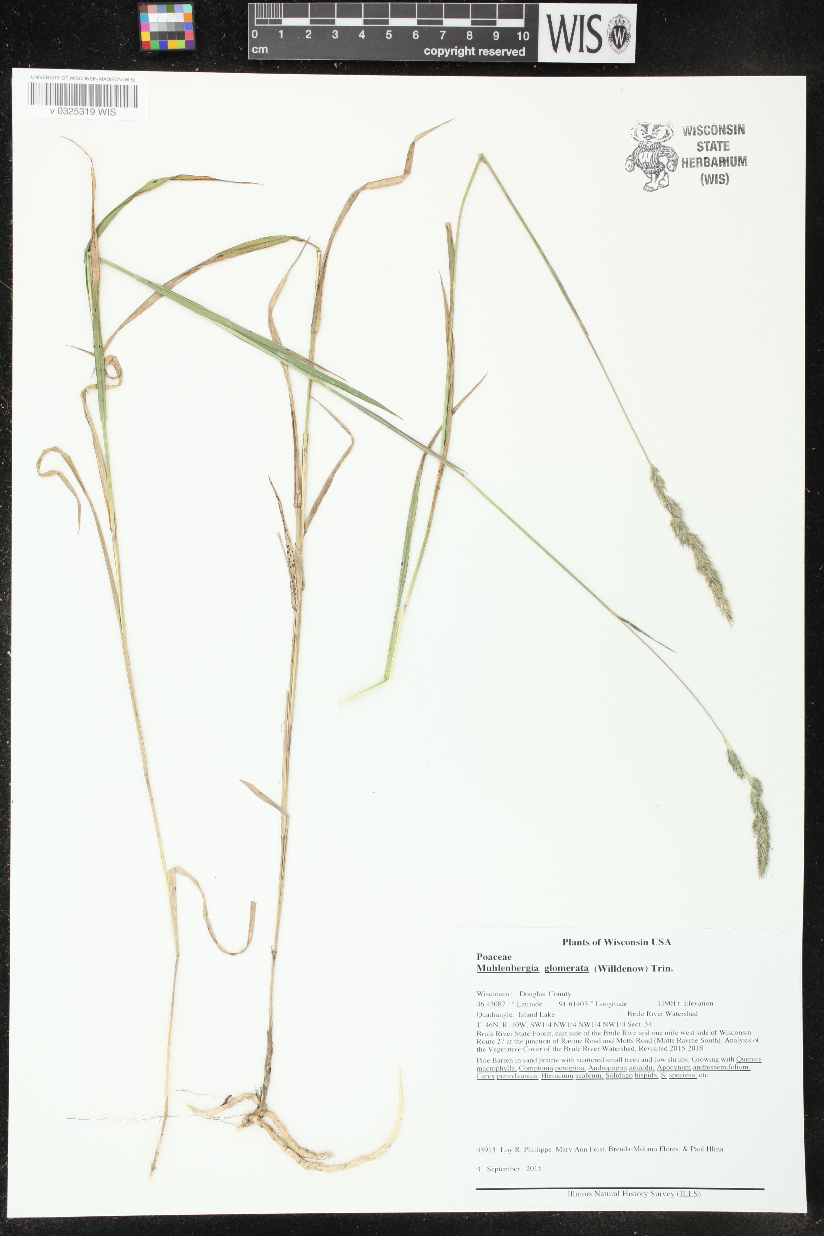 Muhlenbergia glomerata image