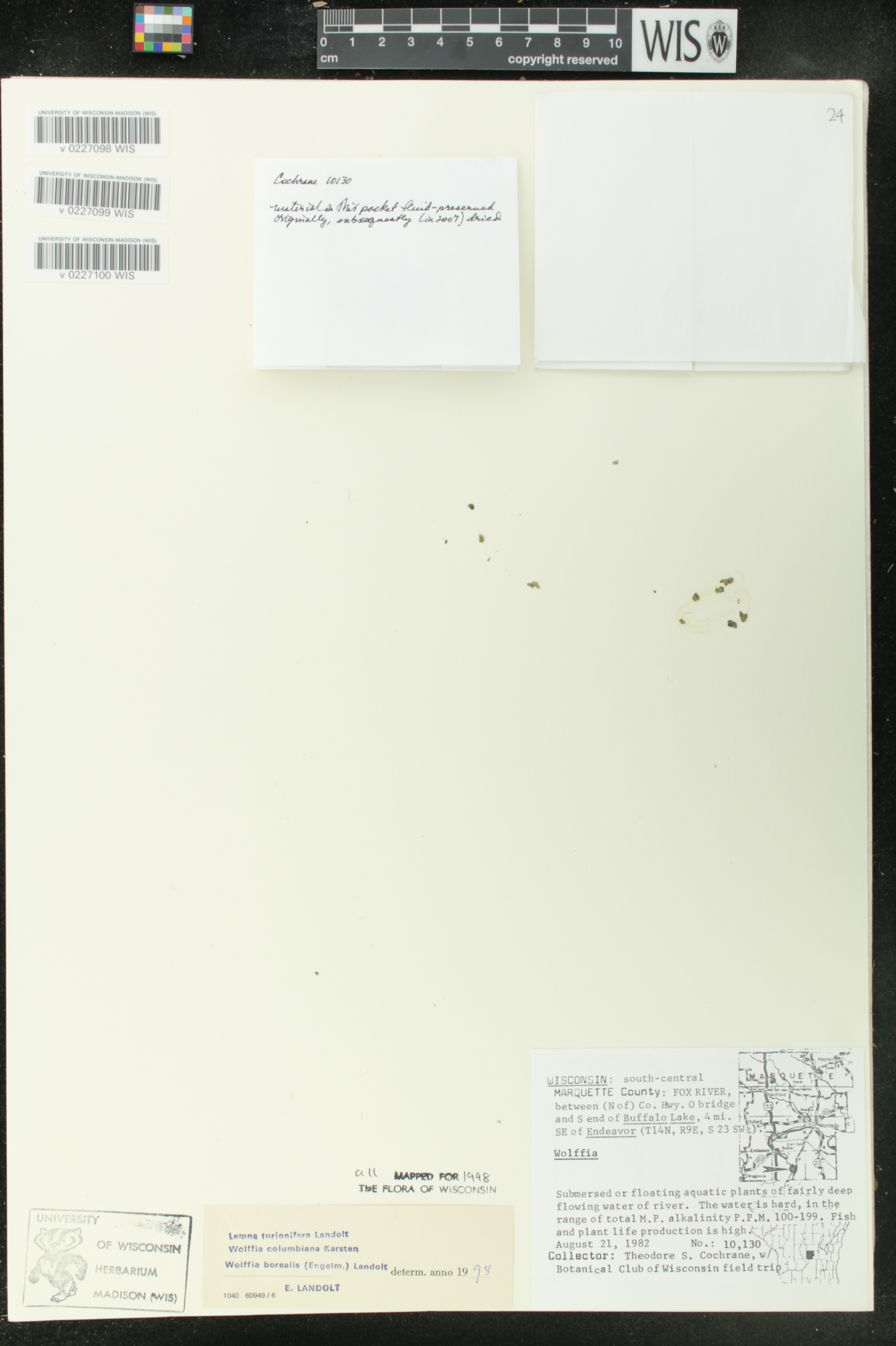 Wolffia columbiana image