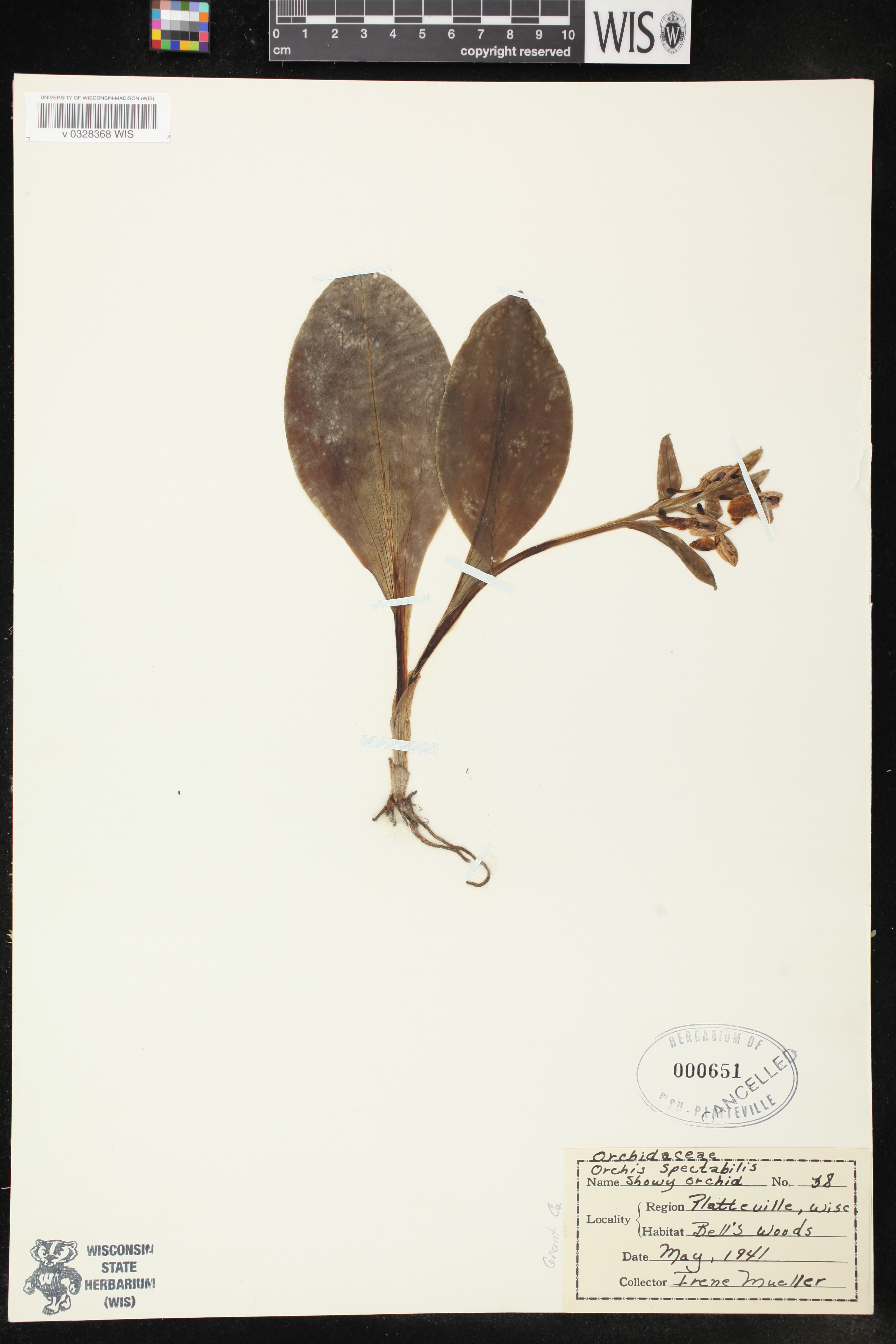 Galearis spectabilis image