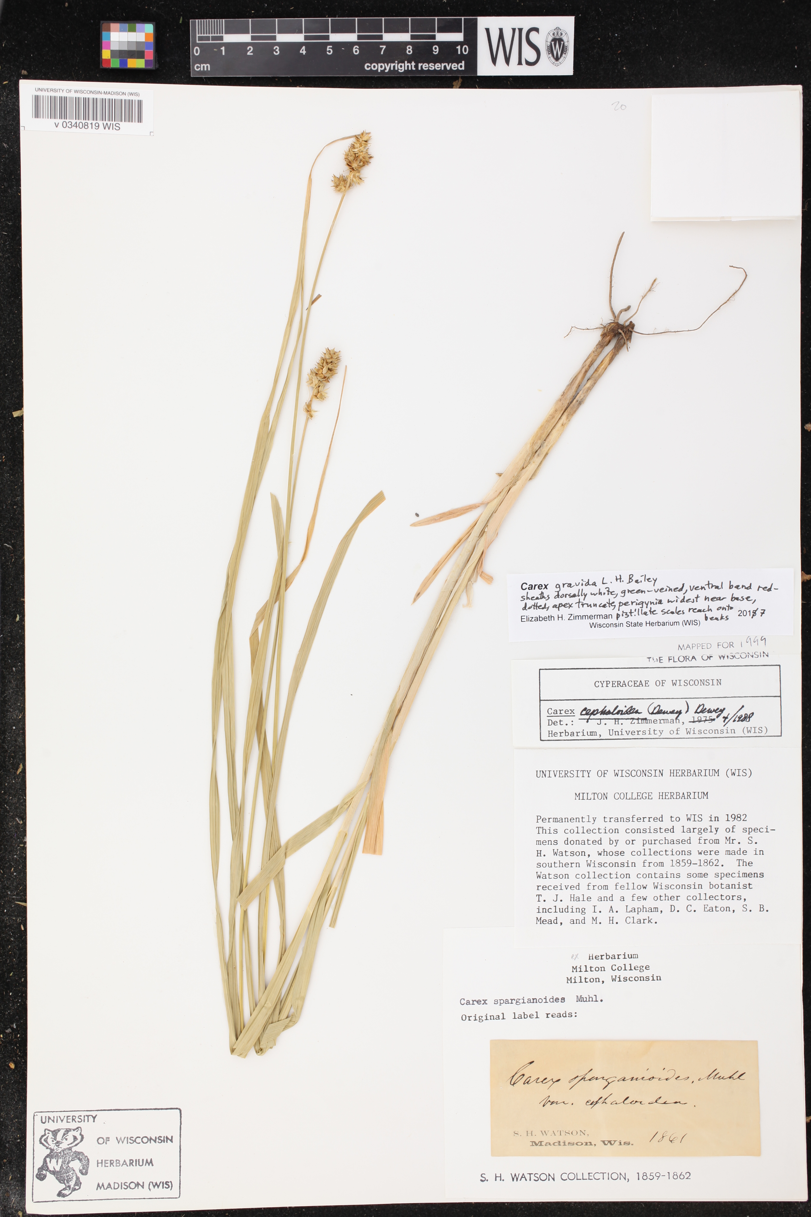 Carex gravida image