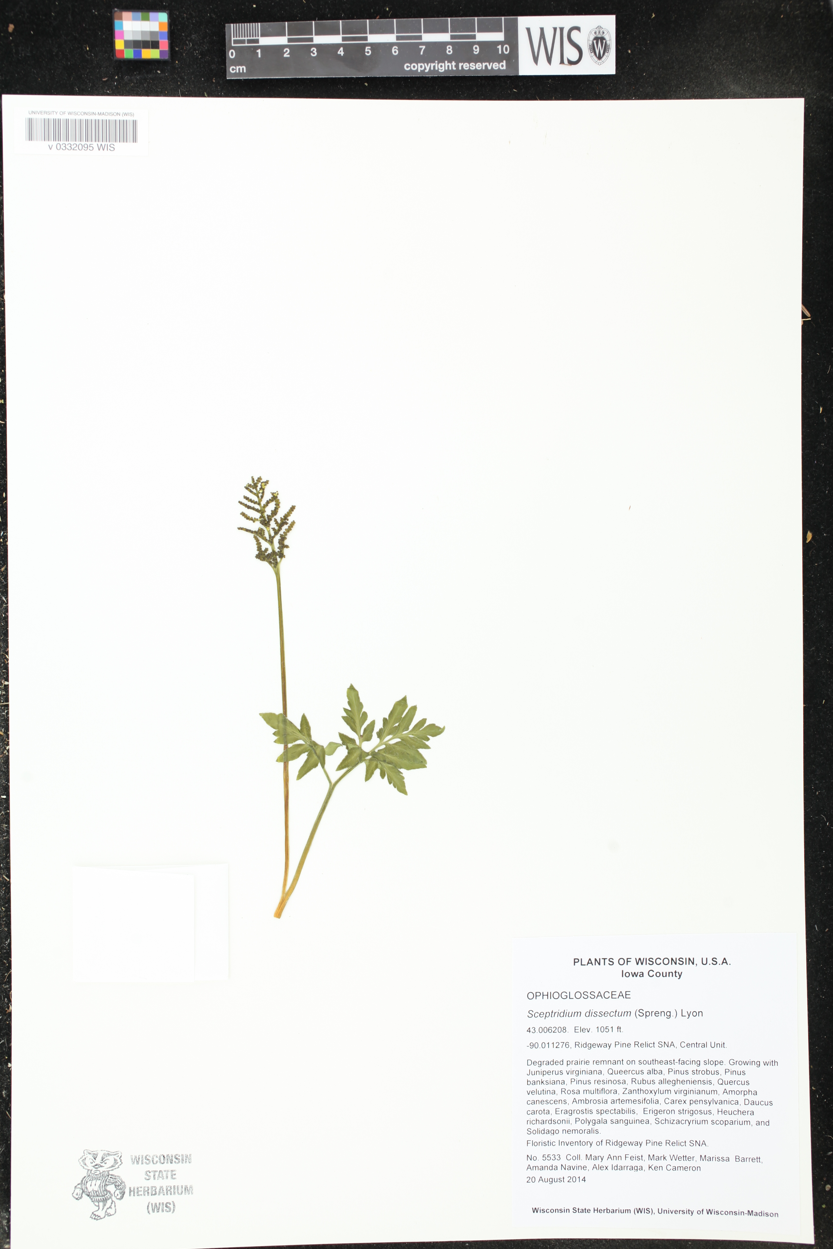 Sceptridium dissectum image