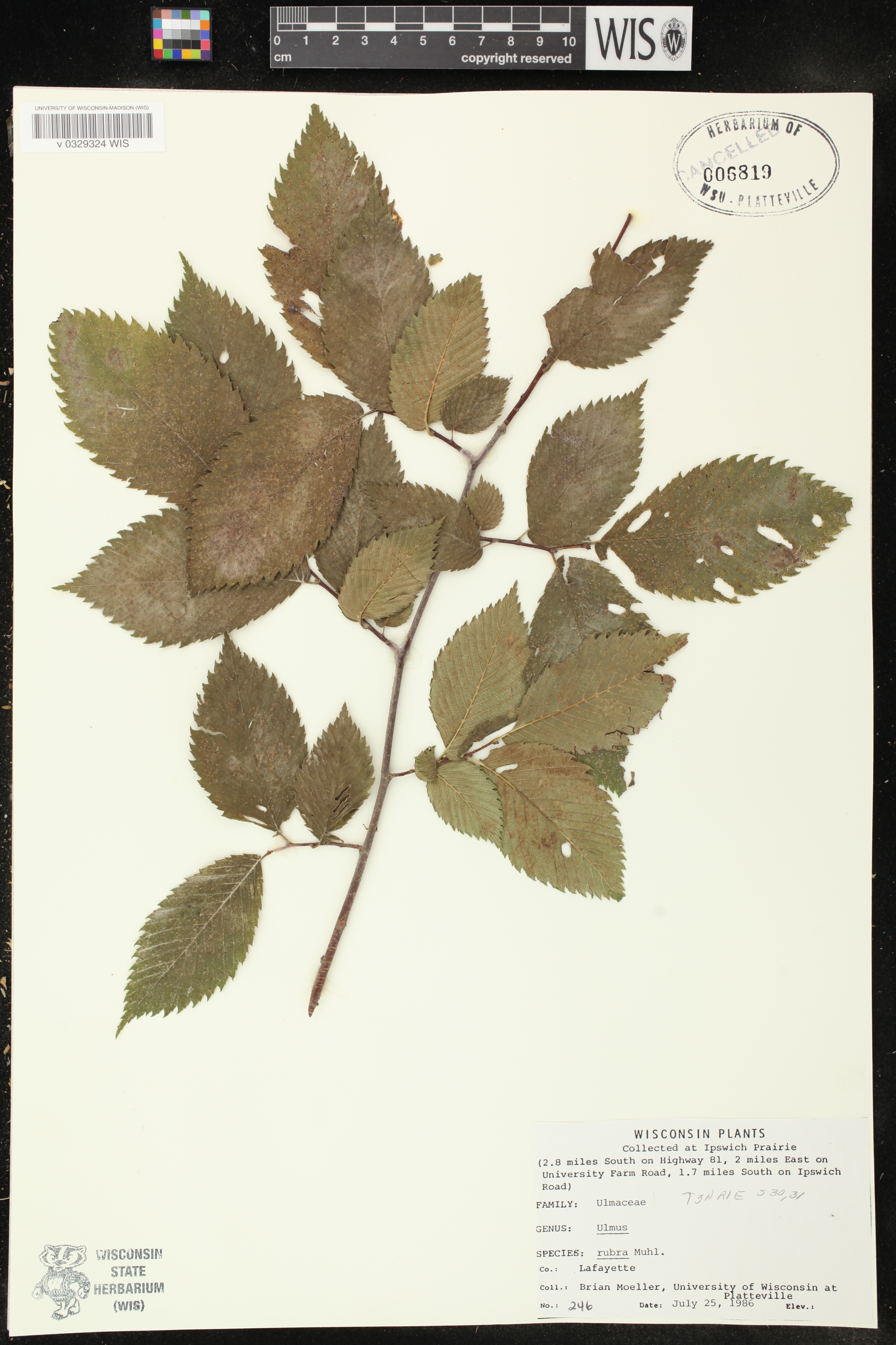 Ulmus rubra image