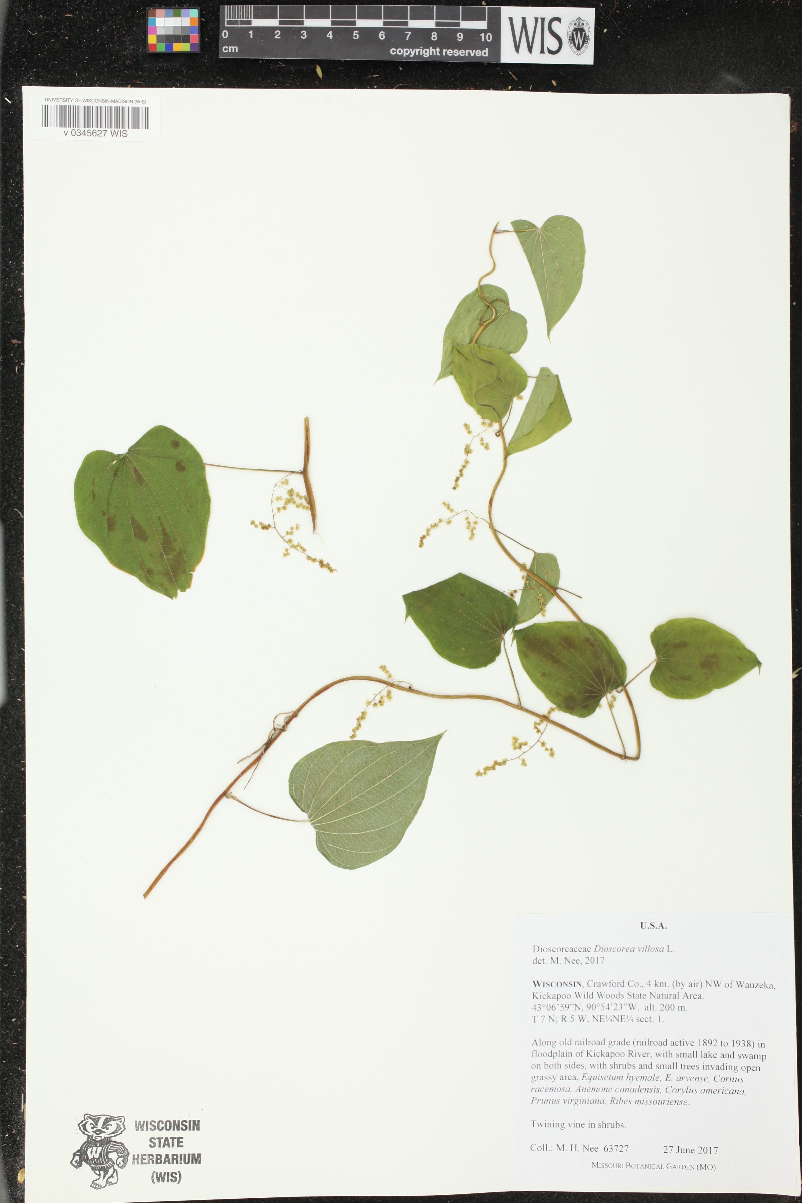 Dioscorea villosa image