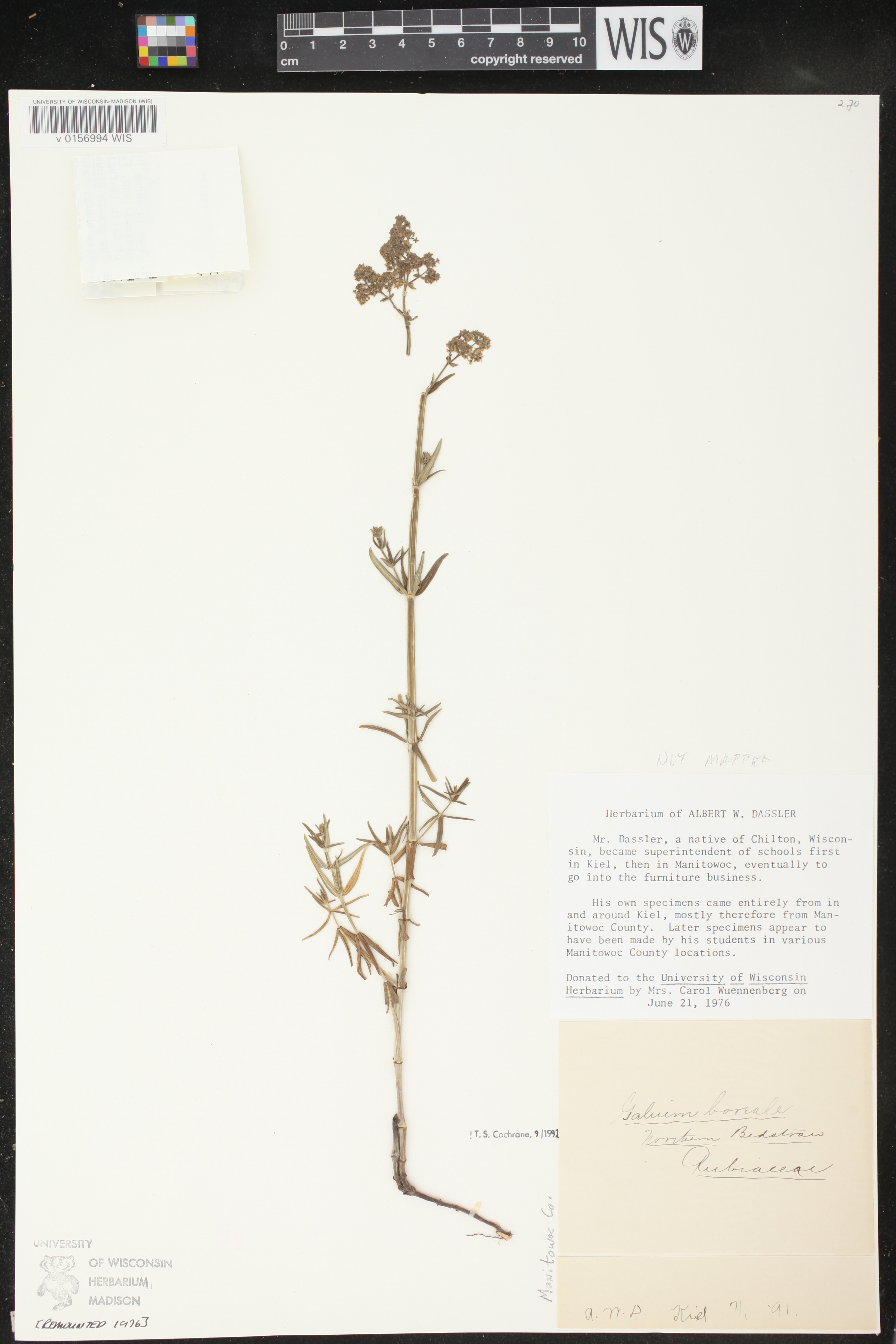 Galium boreale image