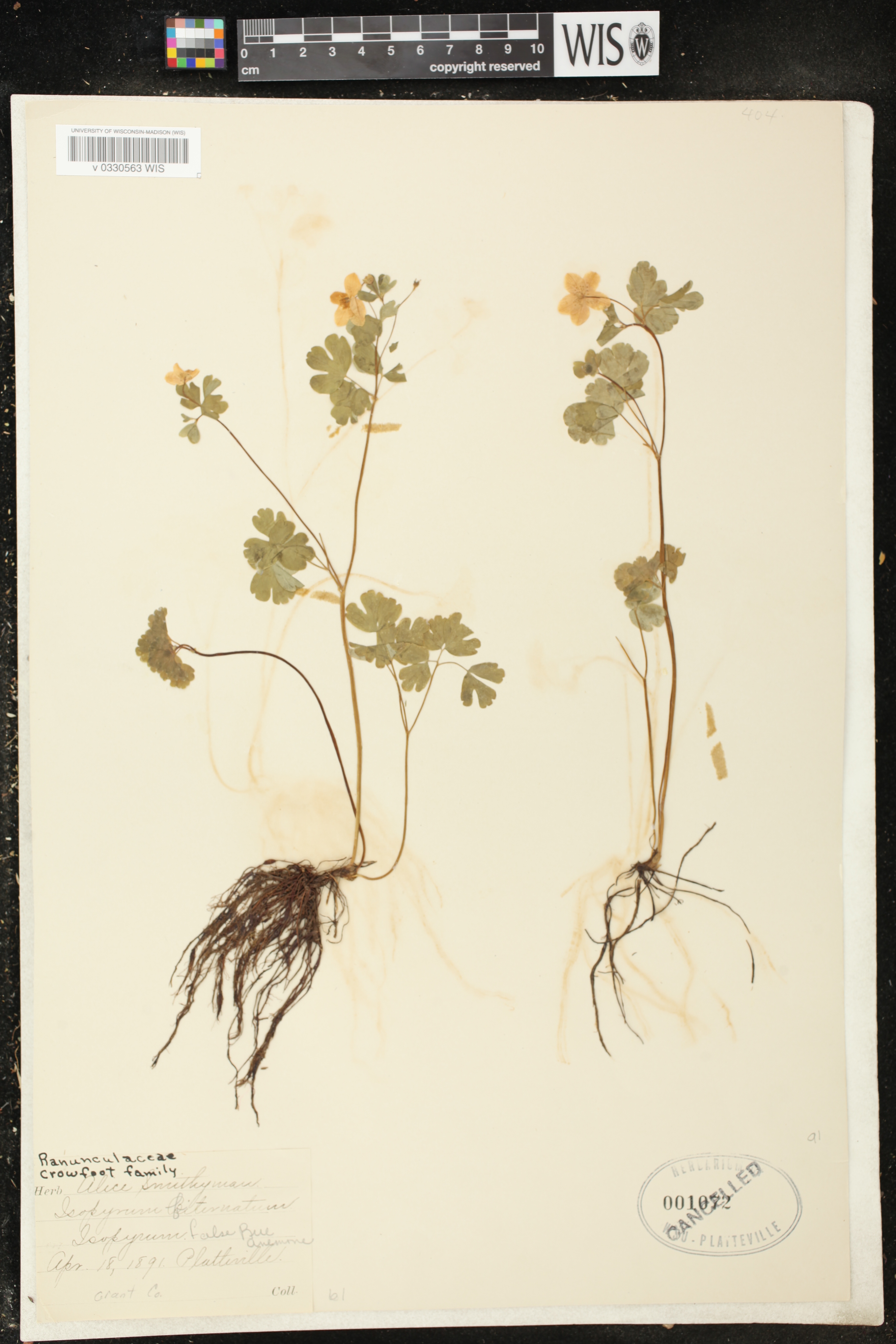 Enemion biternatum image