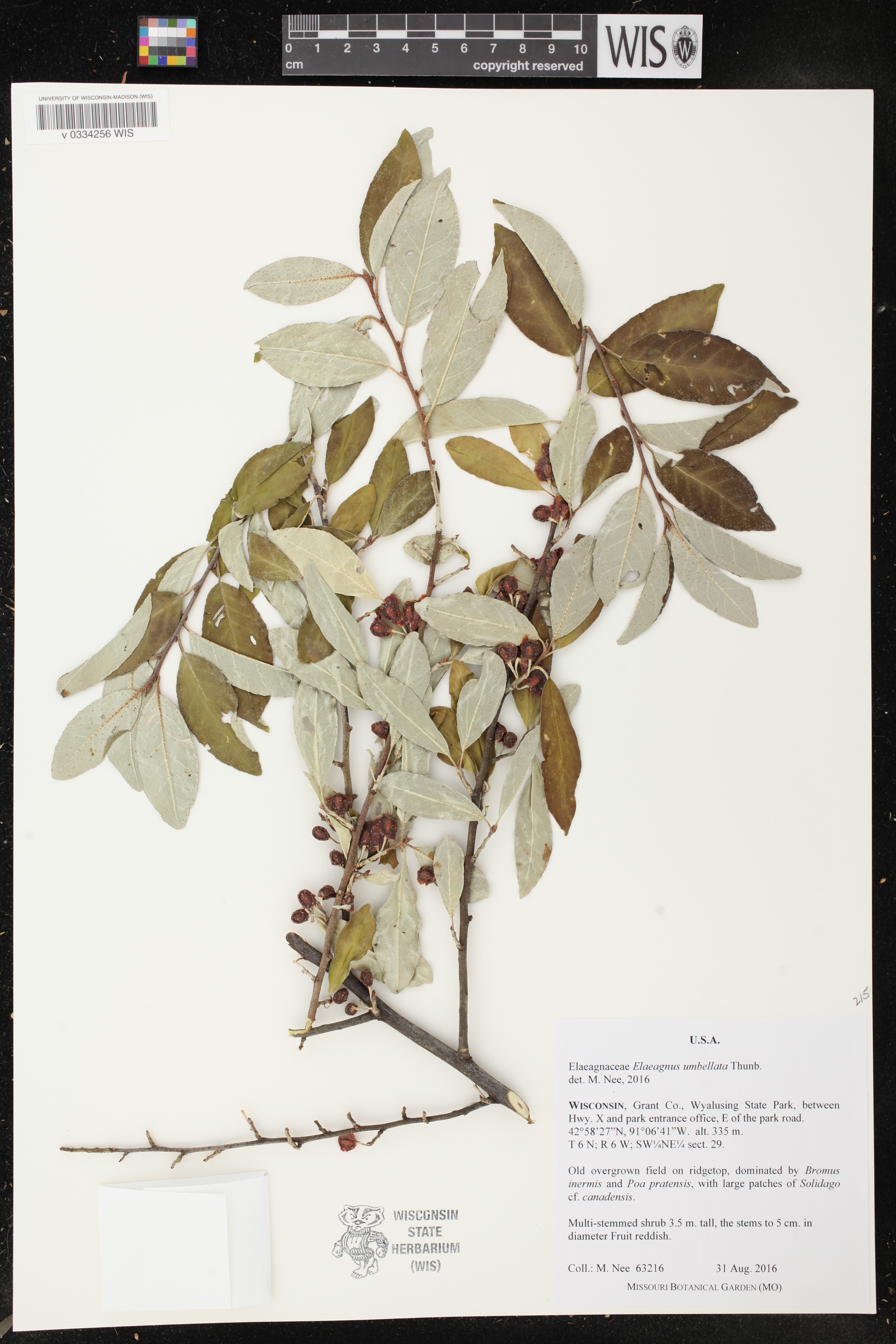 Elaeagnus umbellata image