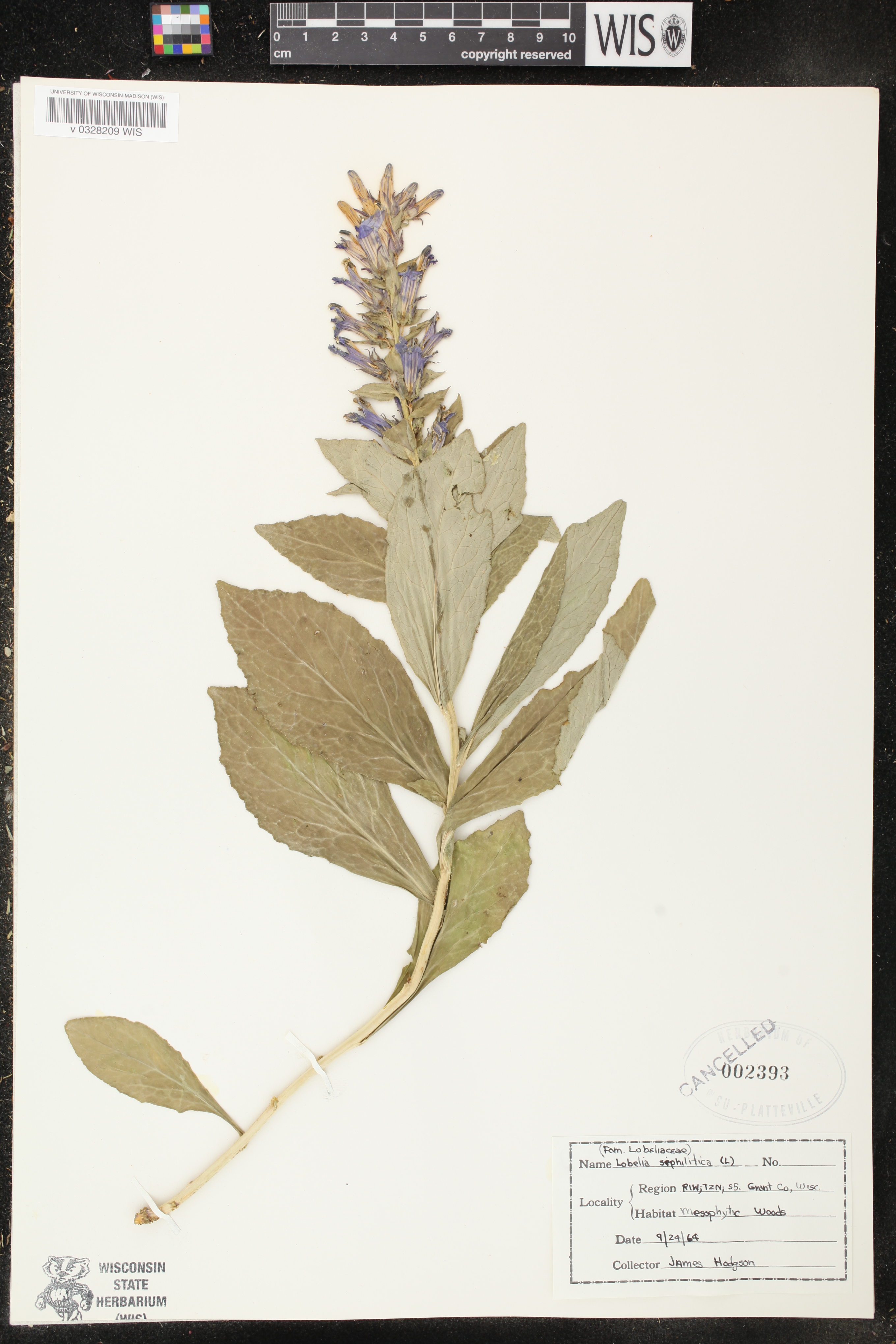 Lobelia siphilitica image