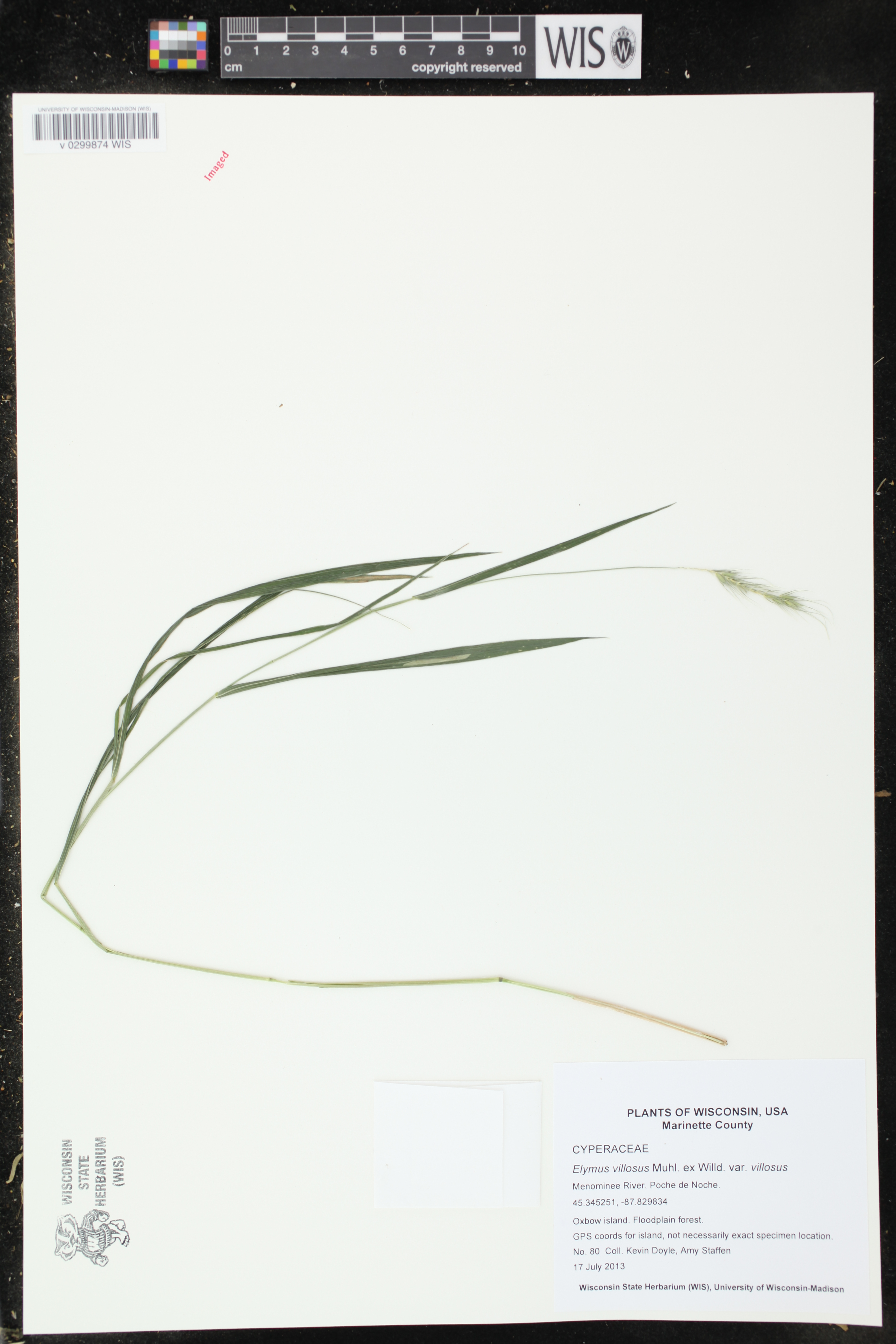 Elymus villosus var. villosus image