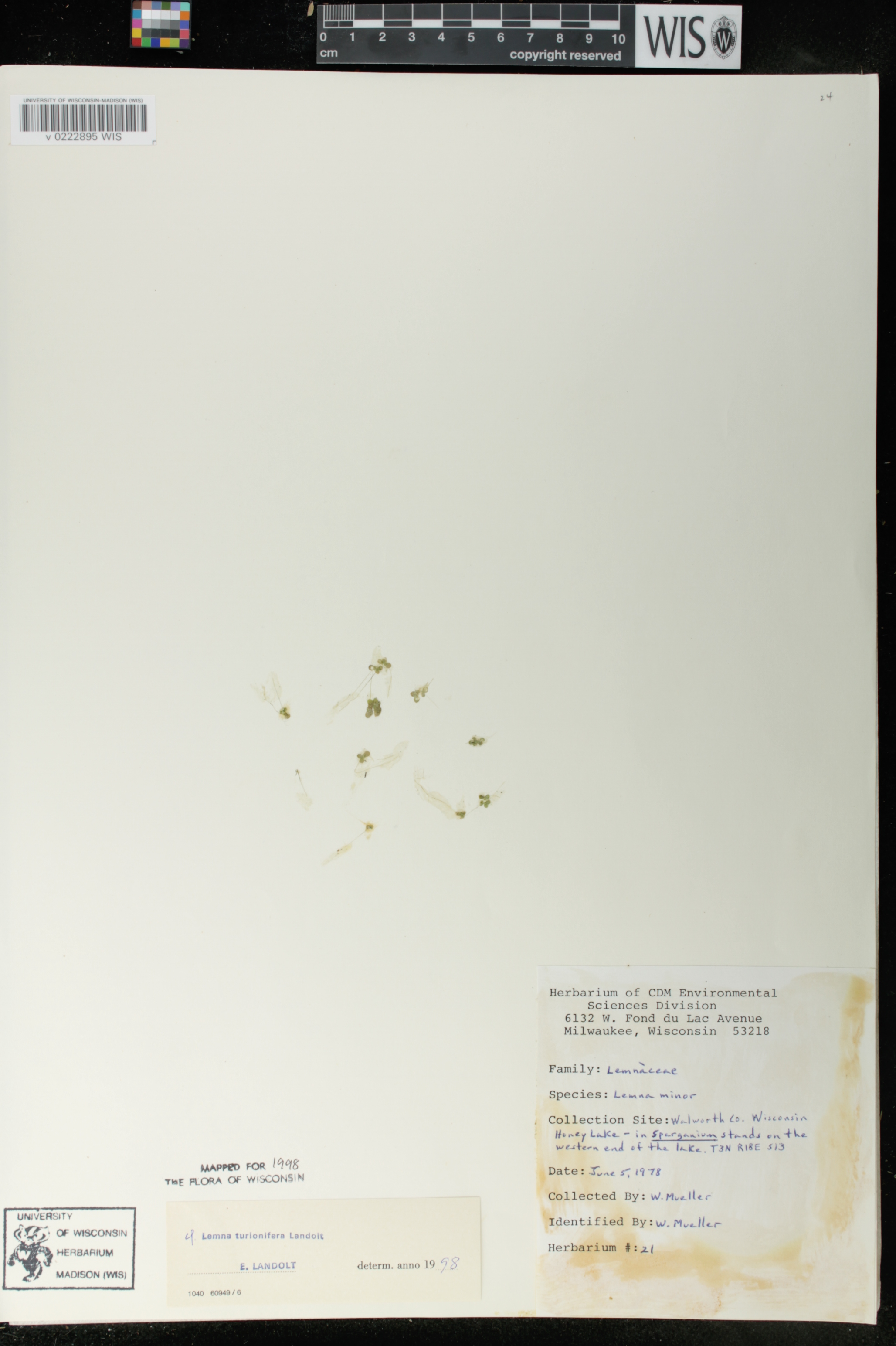 Lemna turionifera image