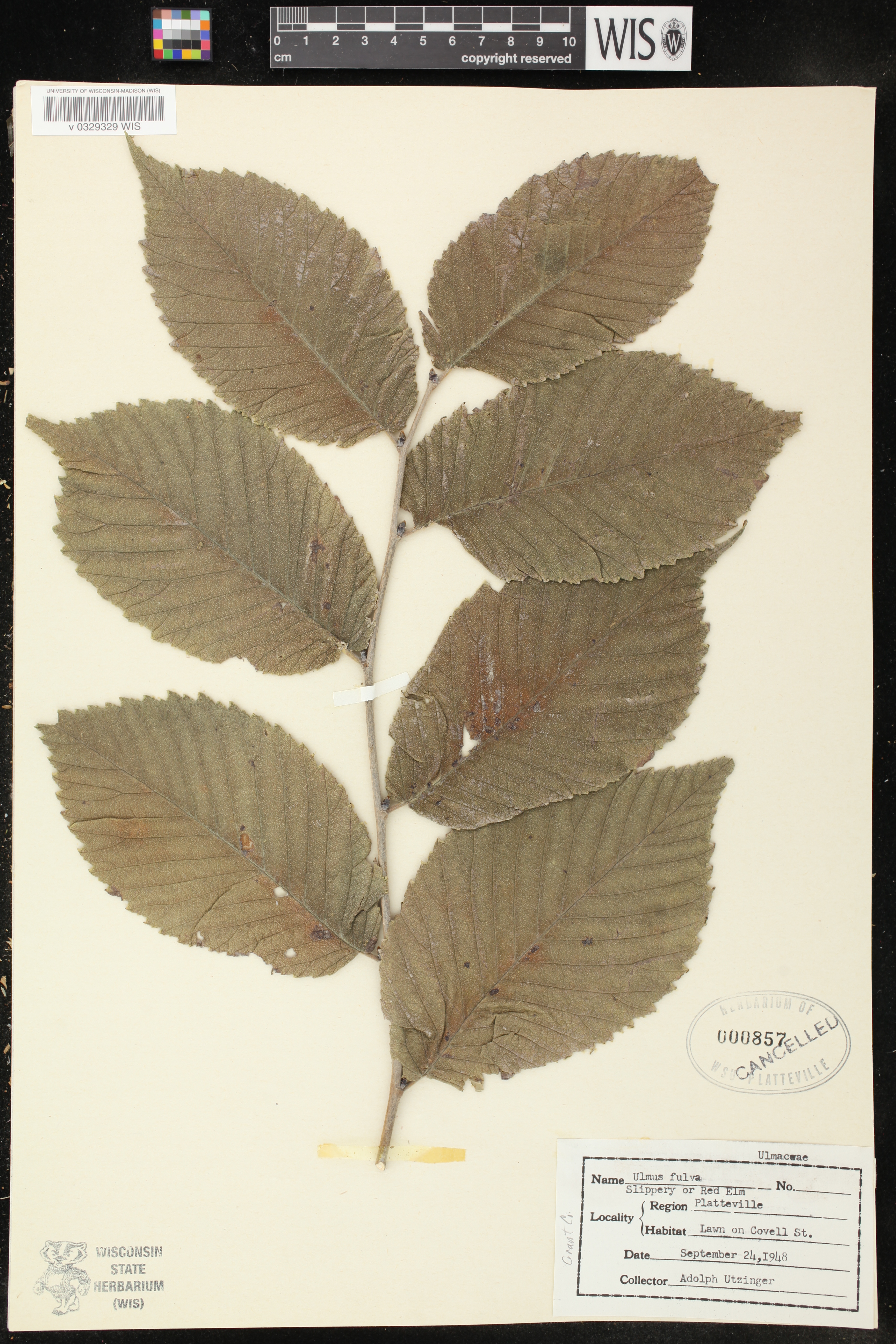 Ulmus rubra image