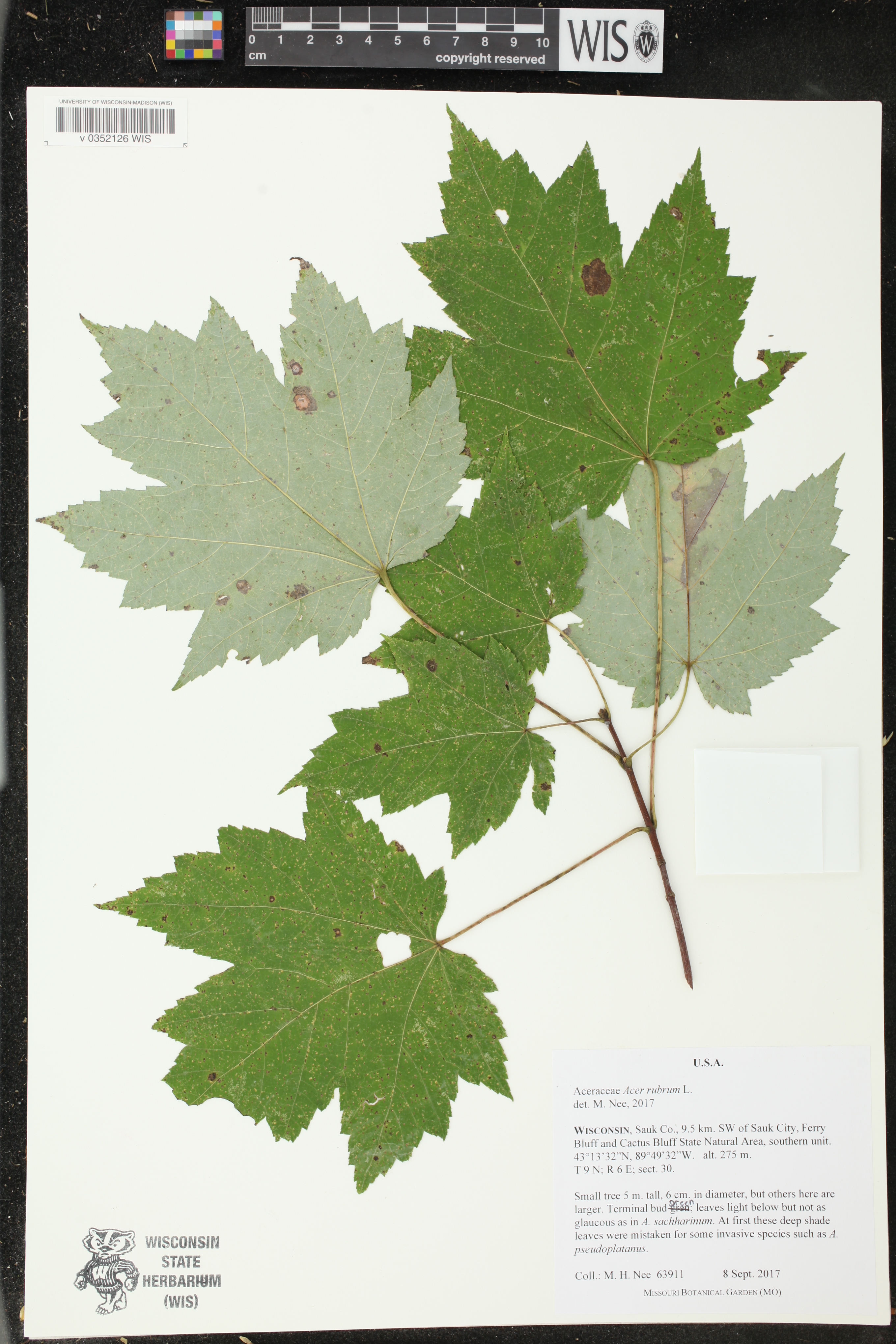 Acer rubrum image