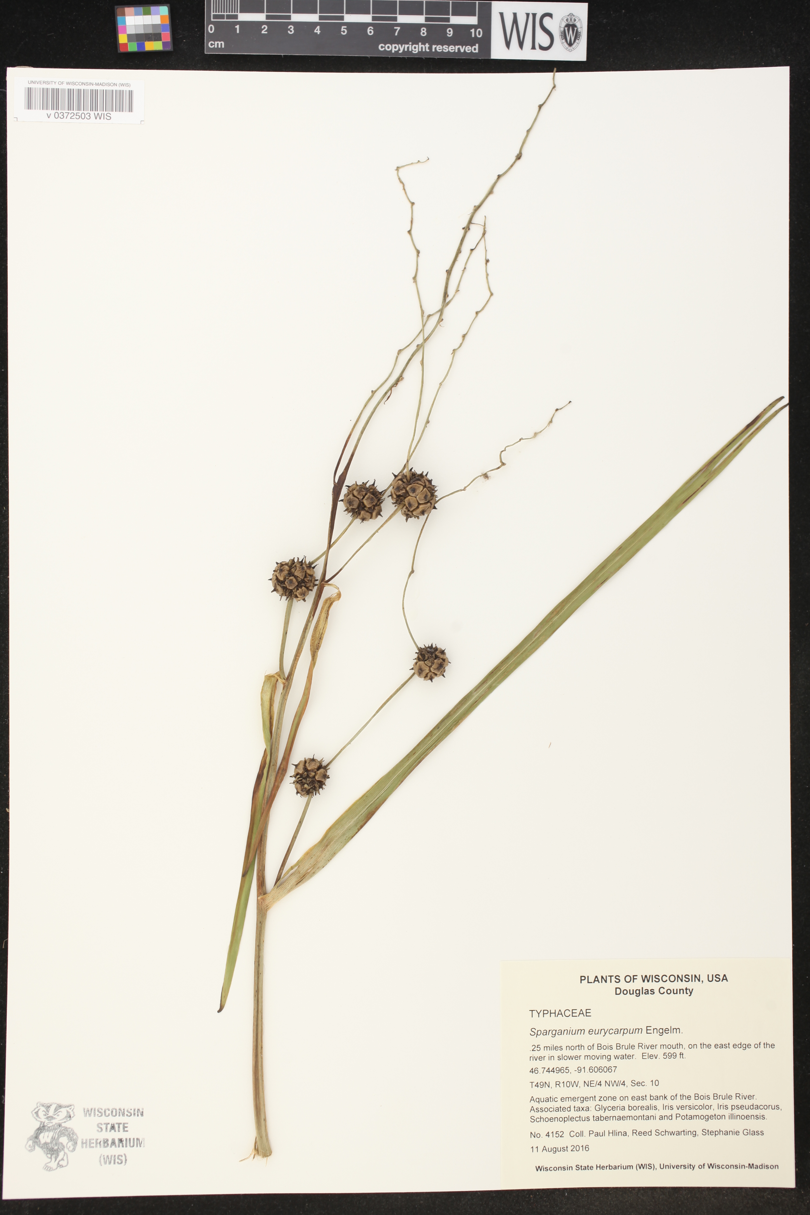 Sparganium eurycarpum image