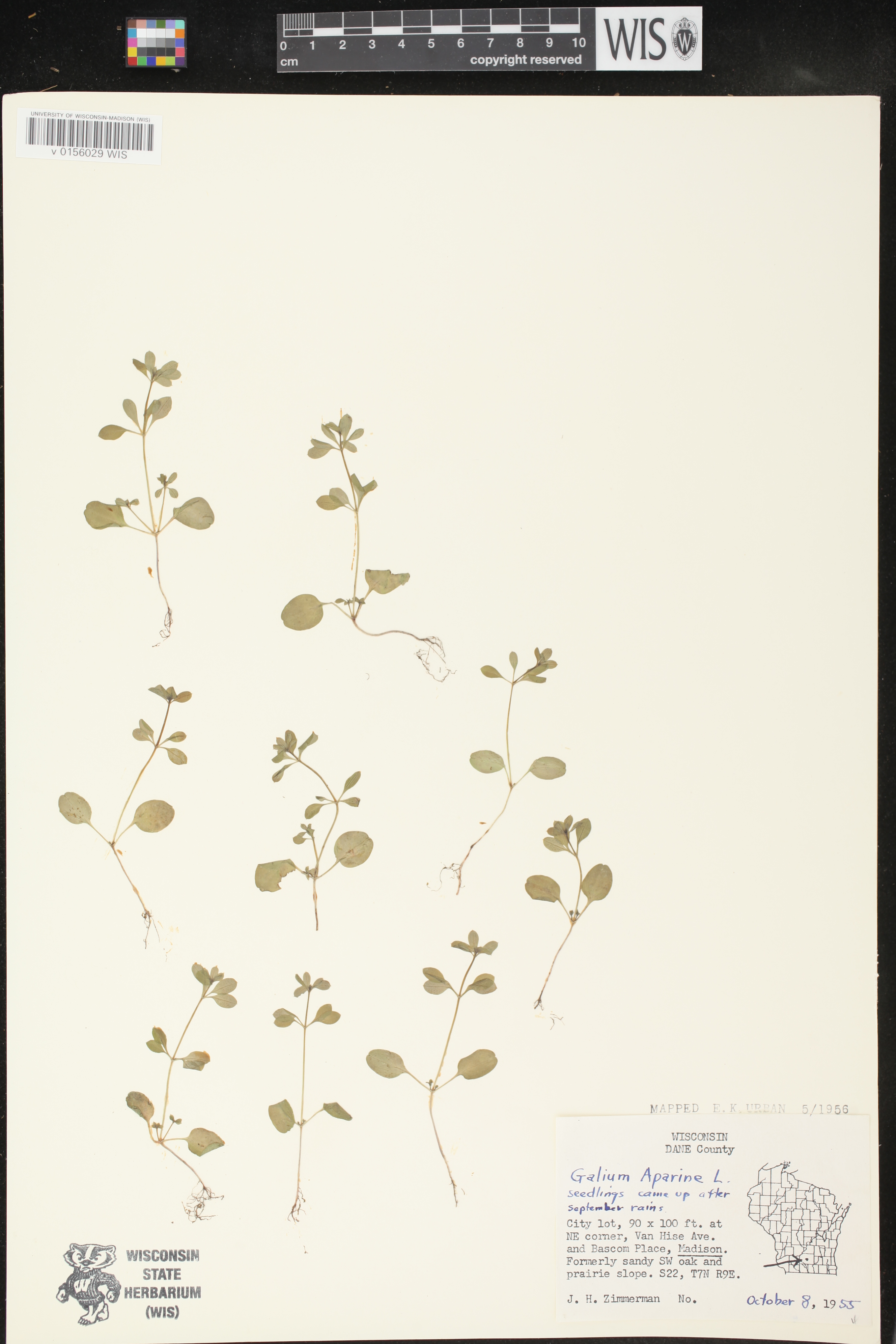 Galium aparine image