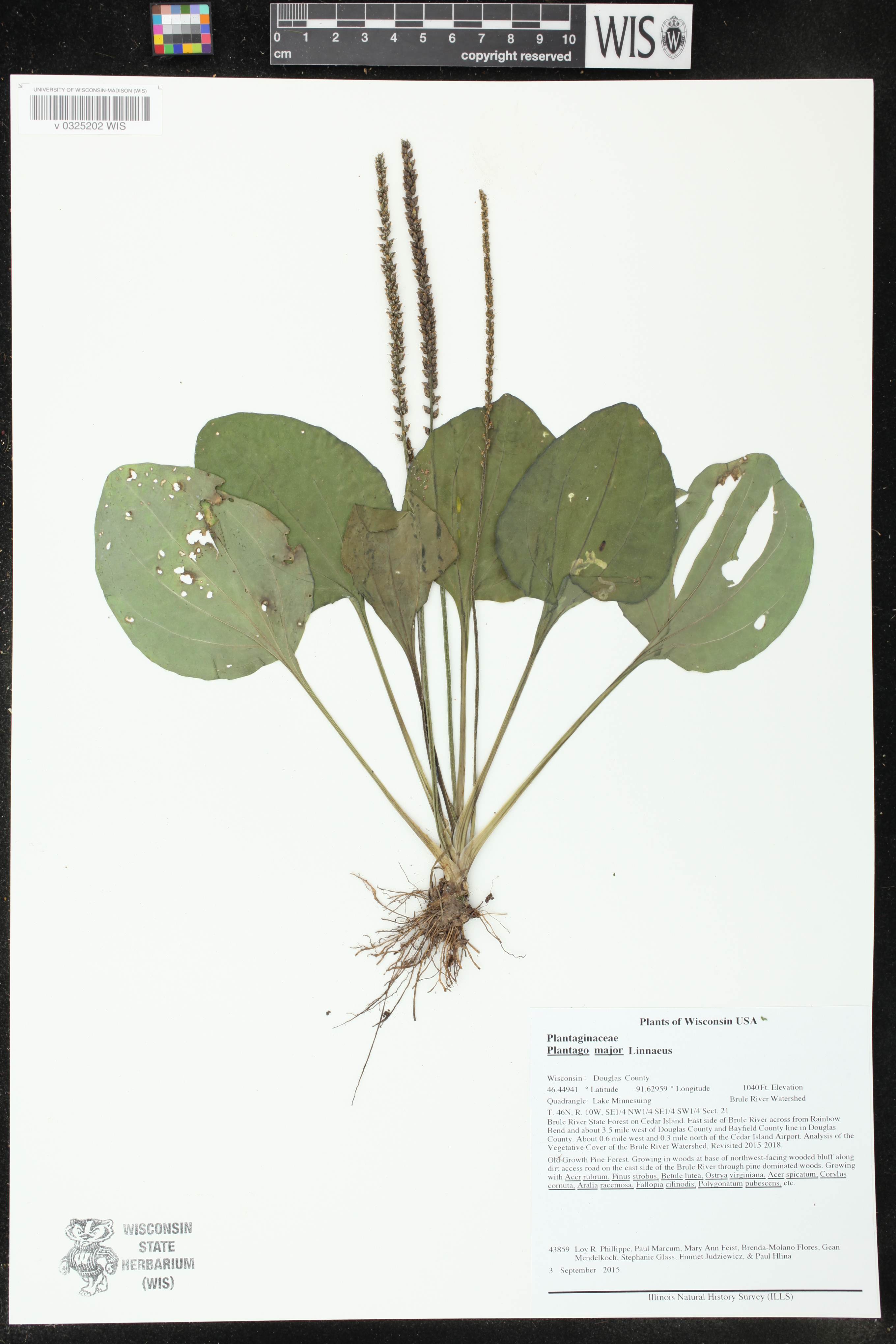 Plantago major image