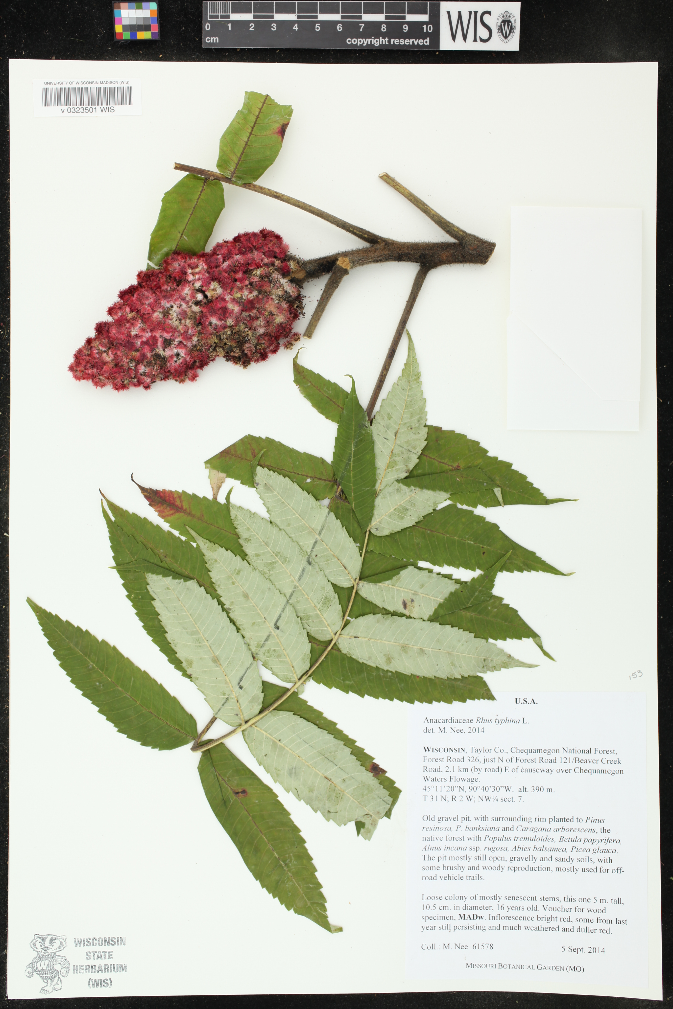 Rhus typhina image