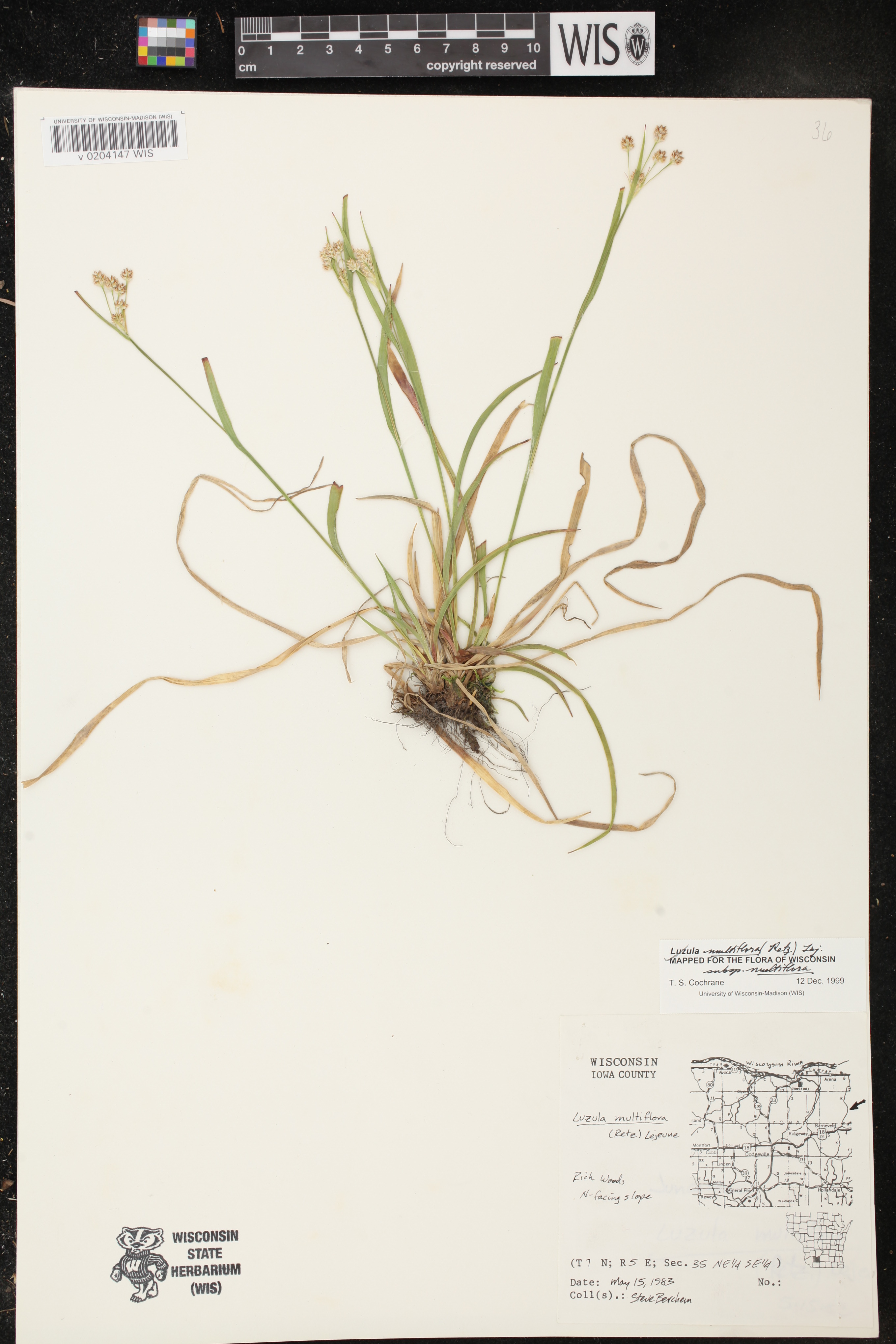 Luzula multiflora subsp. multiflora image