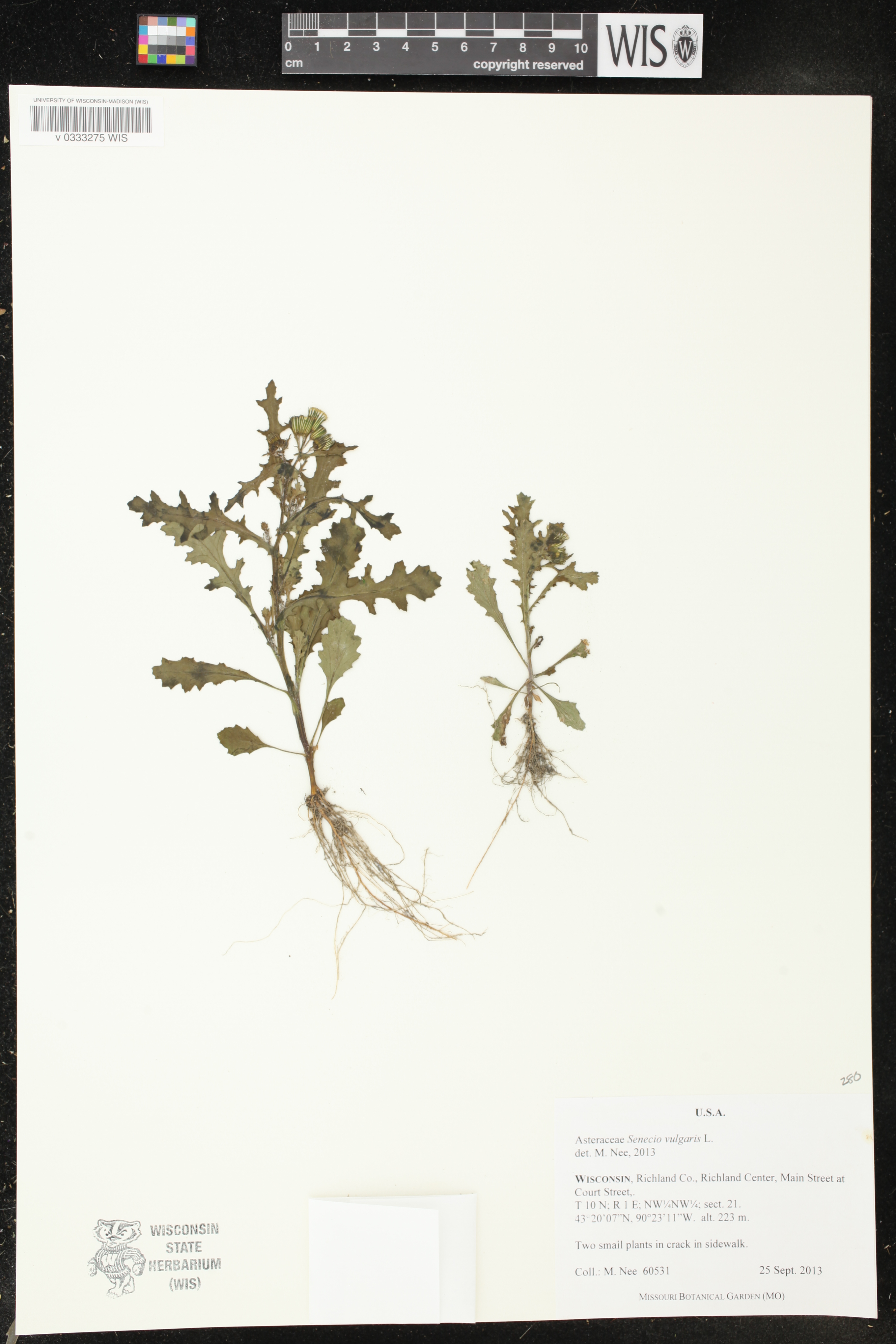 Quercus bicolor image