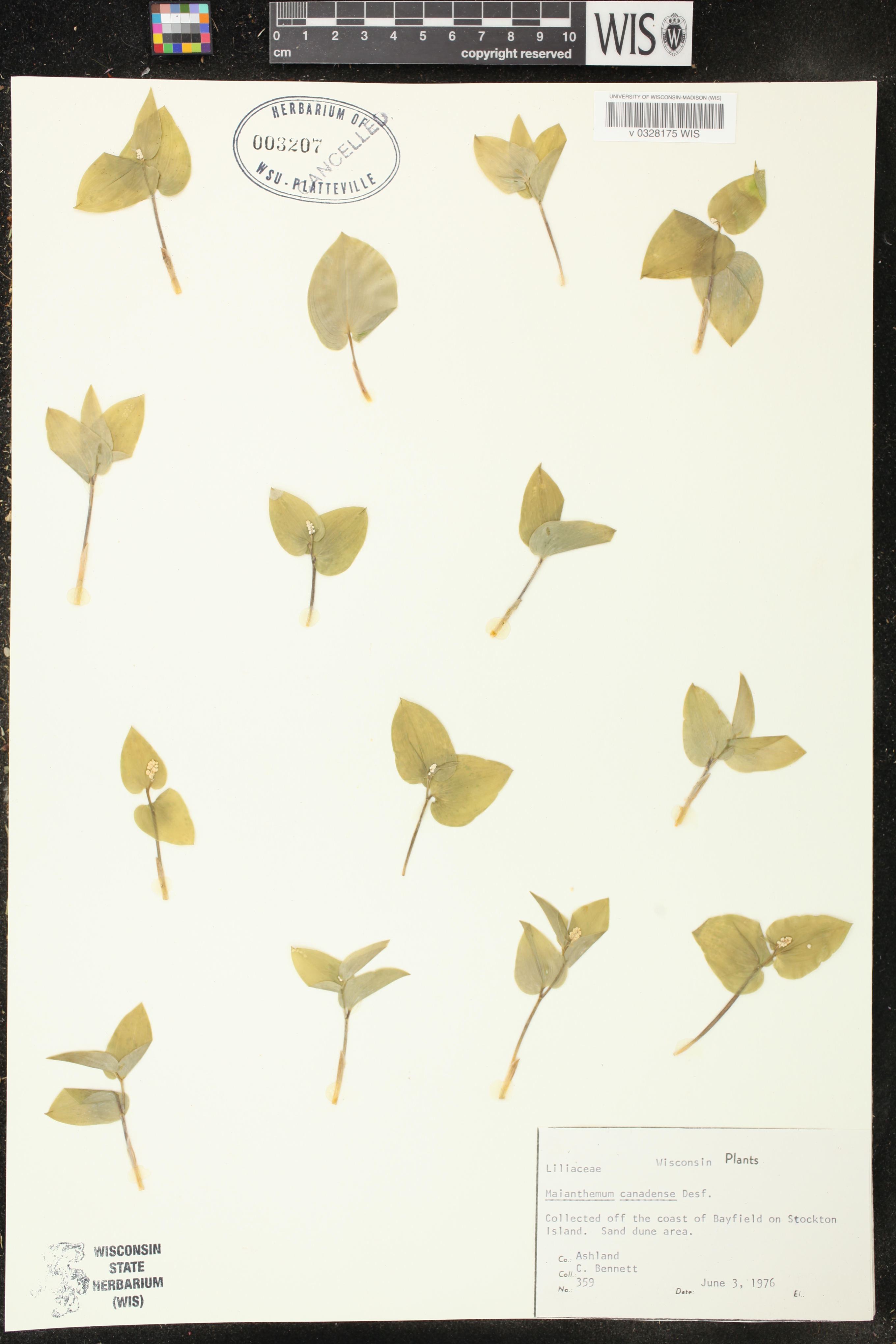 Maianthemum canadense image